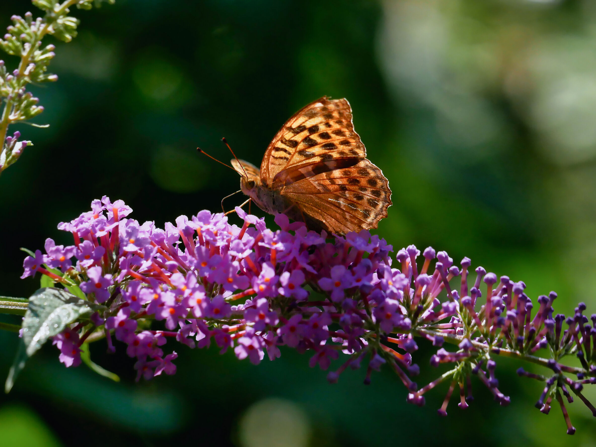 Nymphalidae su Buddleja 1