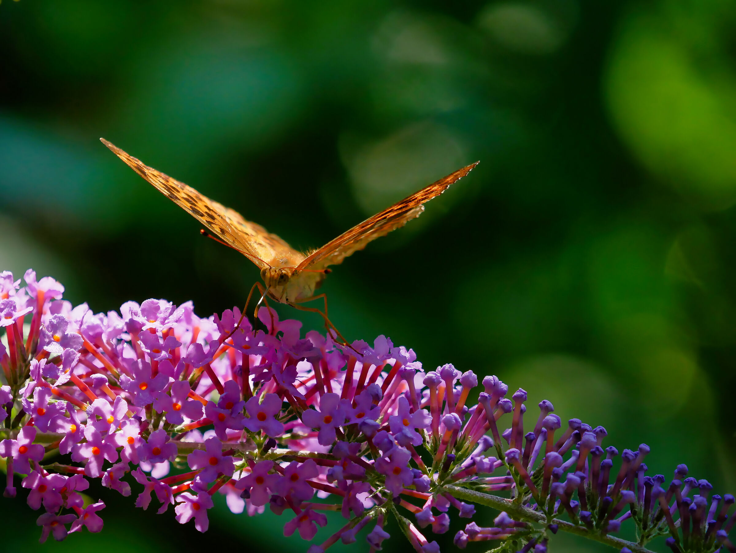Nymphalidae su Buddleja 2