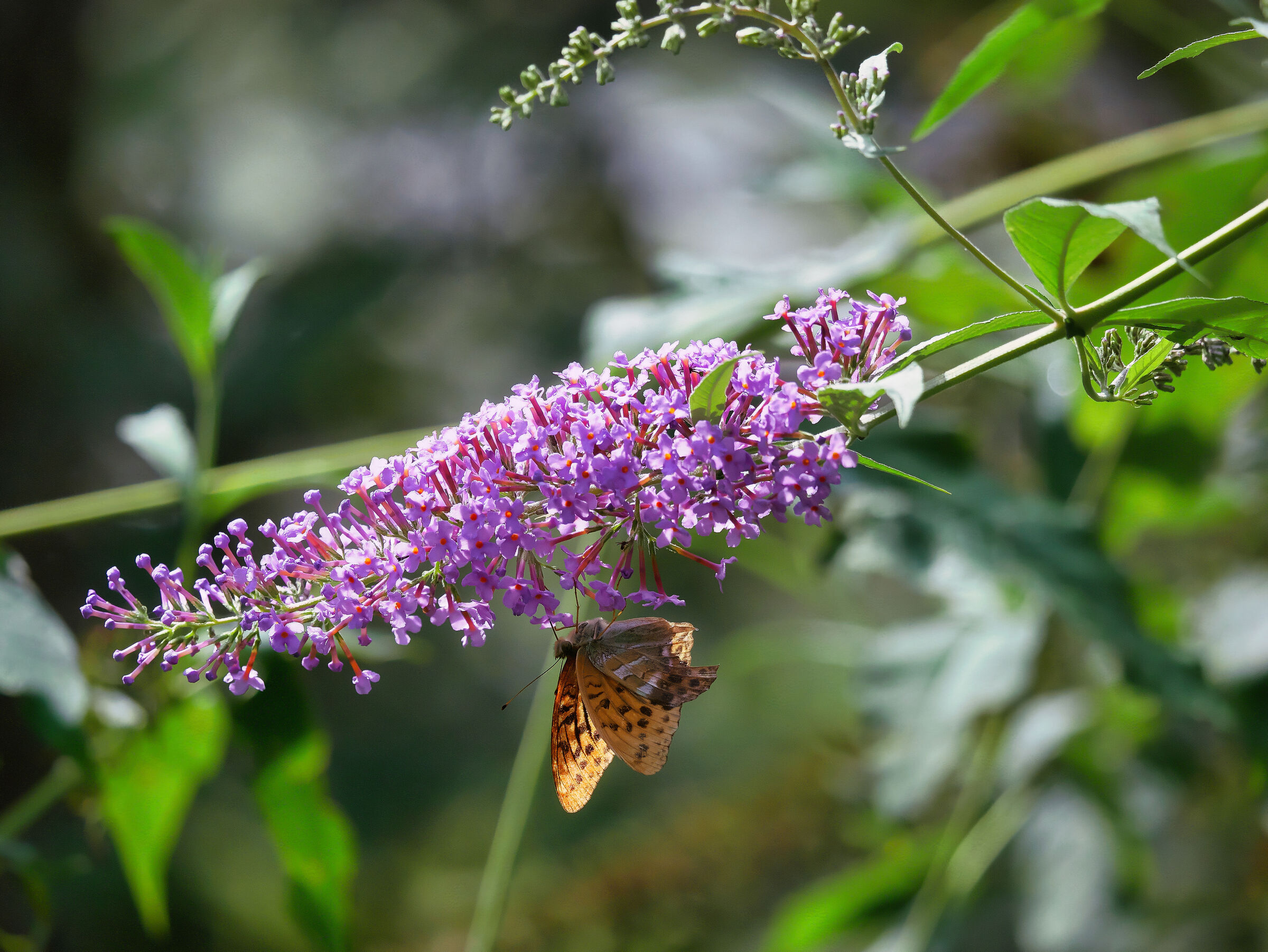 Nymphalidae su Buddleja 3