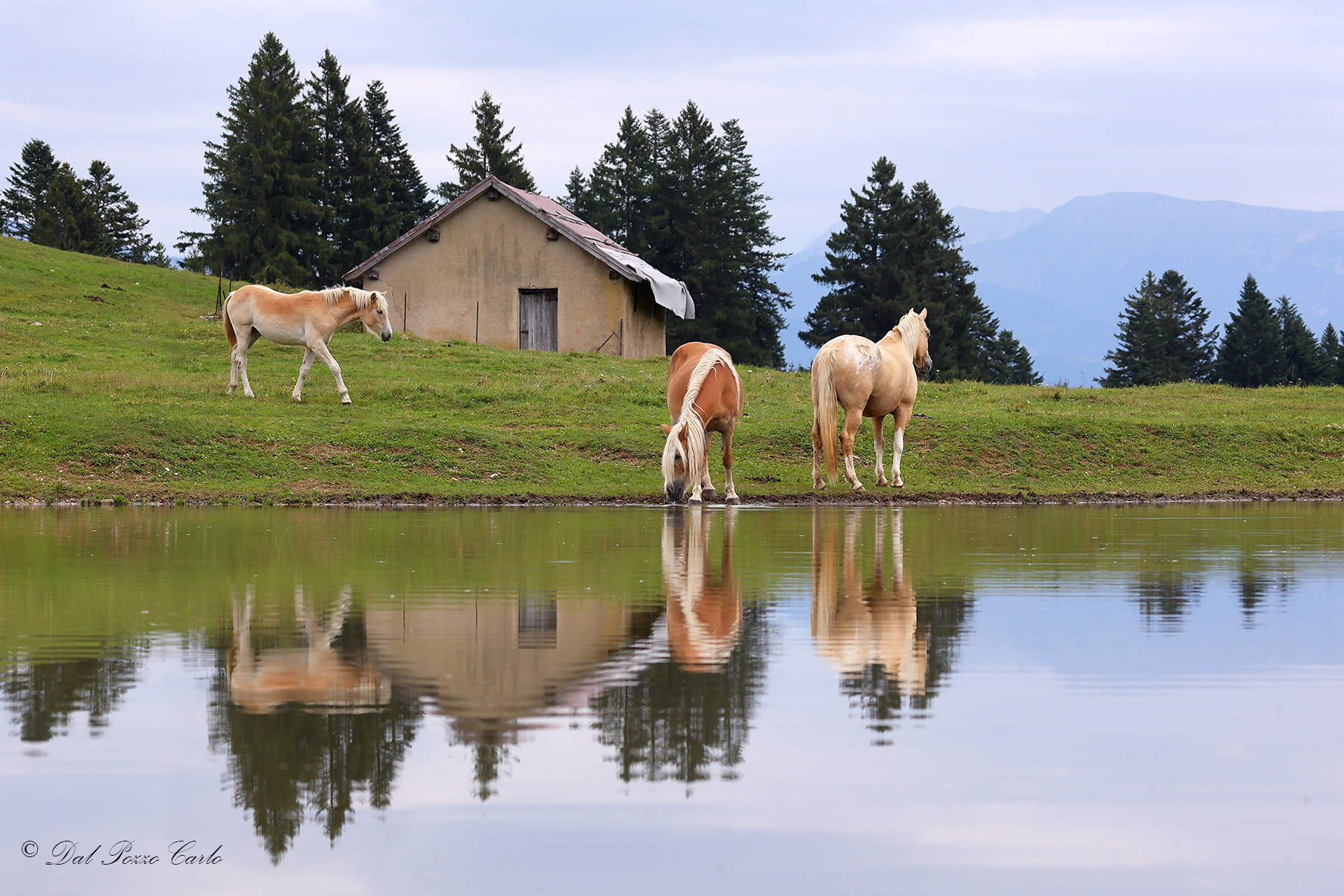Autumn Reflections