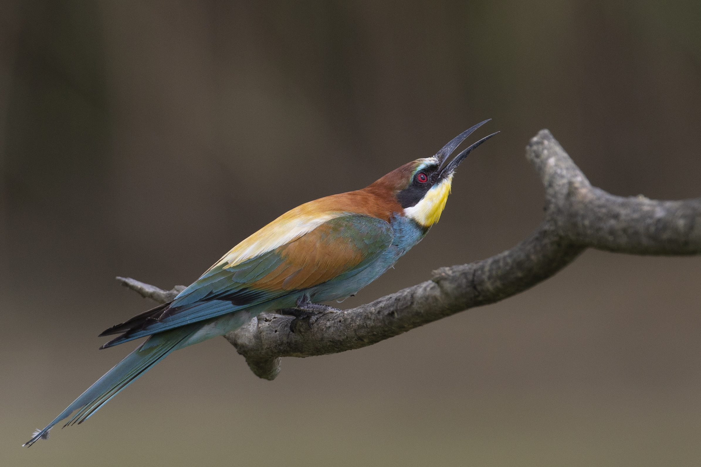 Attenzione, sto per partire