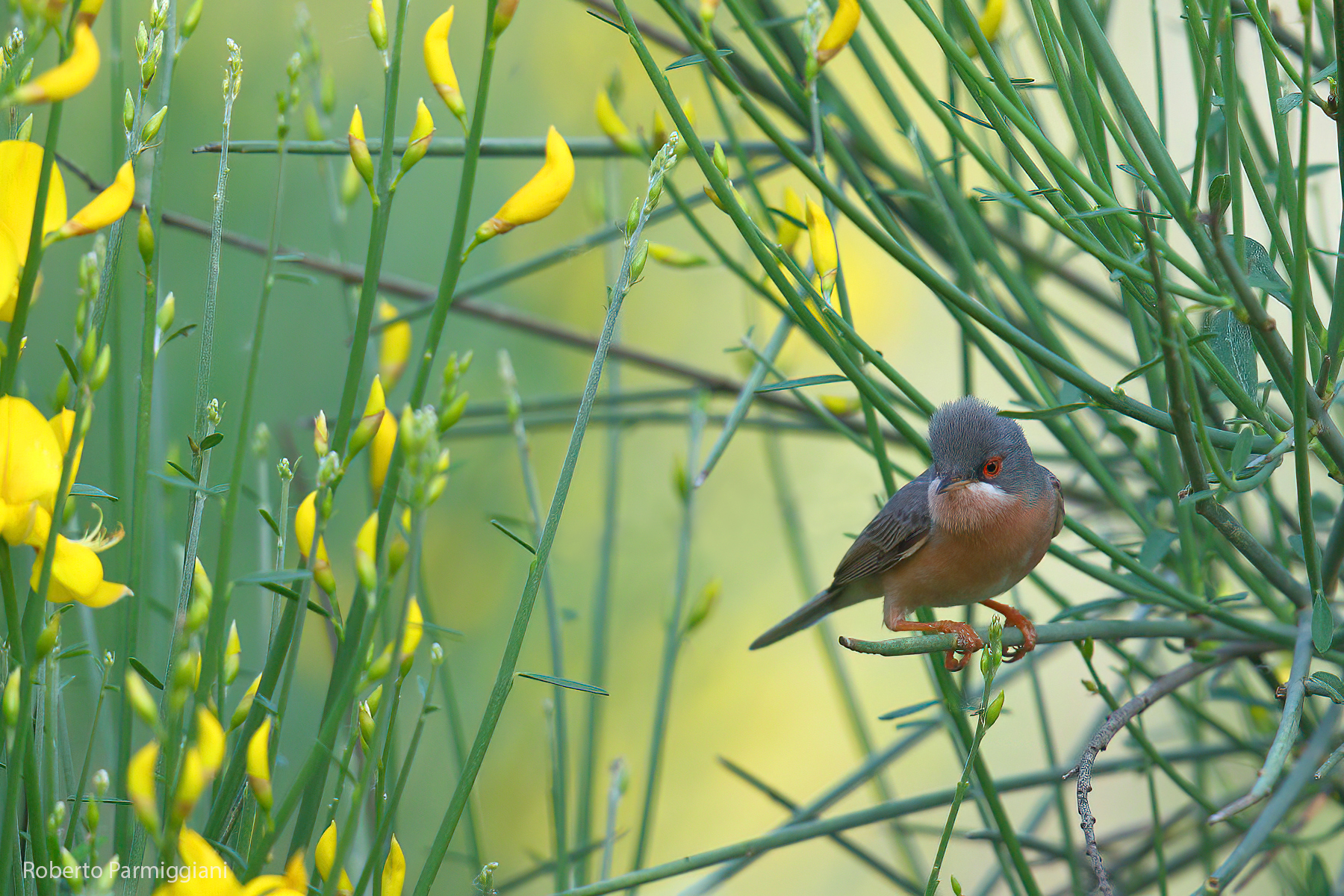 L'intricato mondo della sterpazzolina
