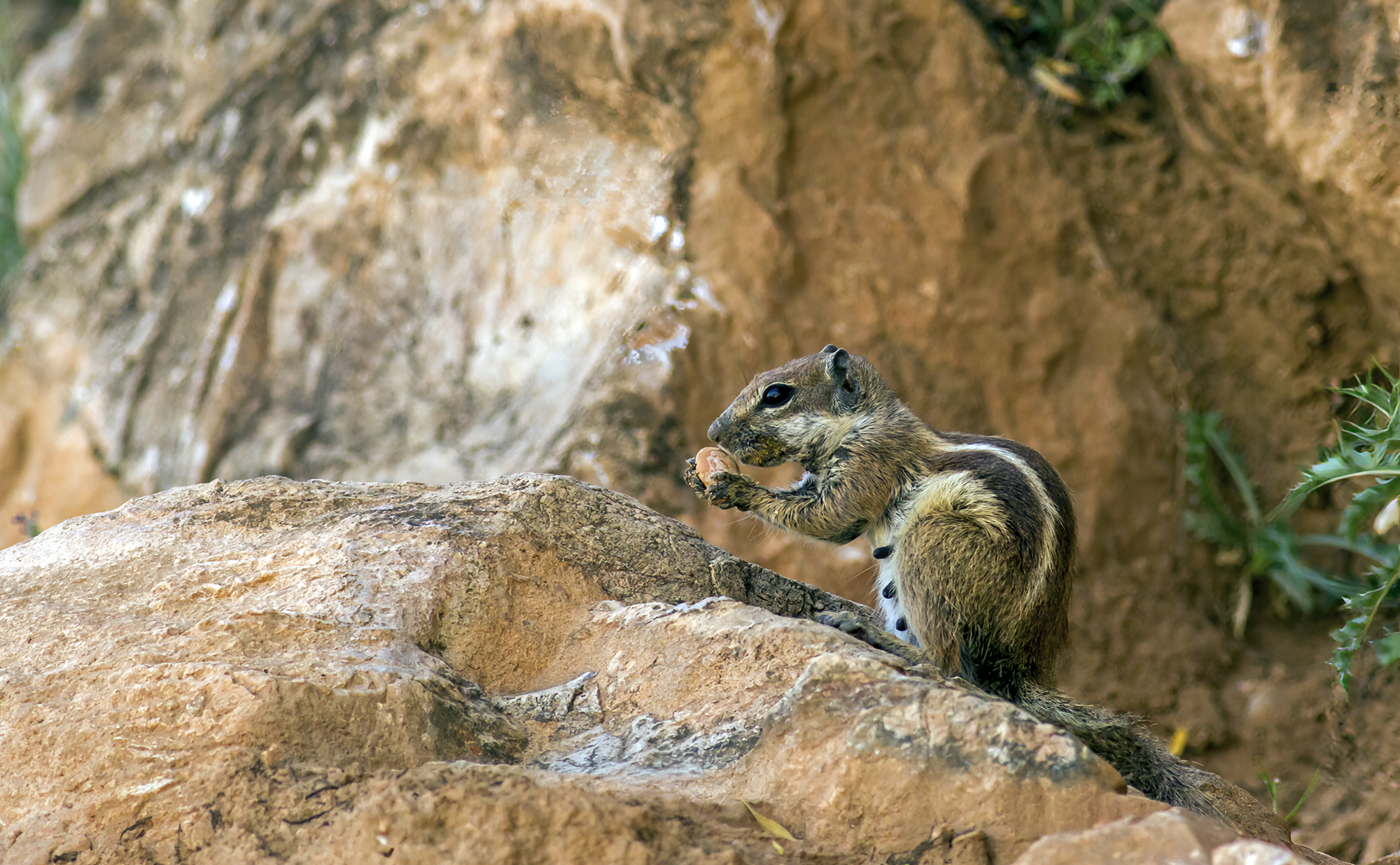 barbary squirrel