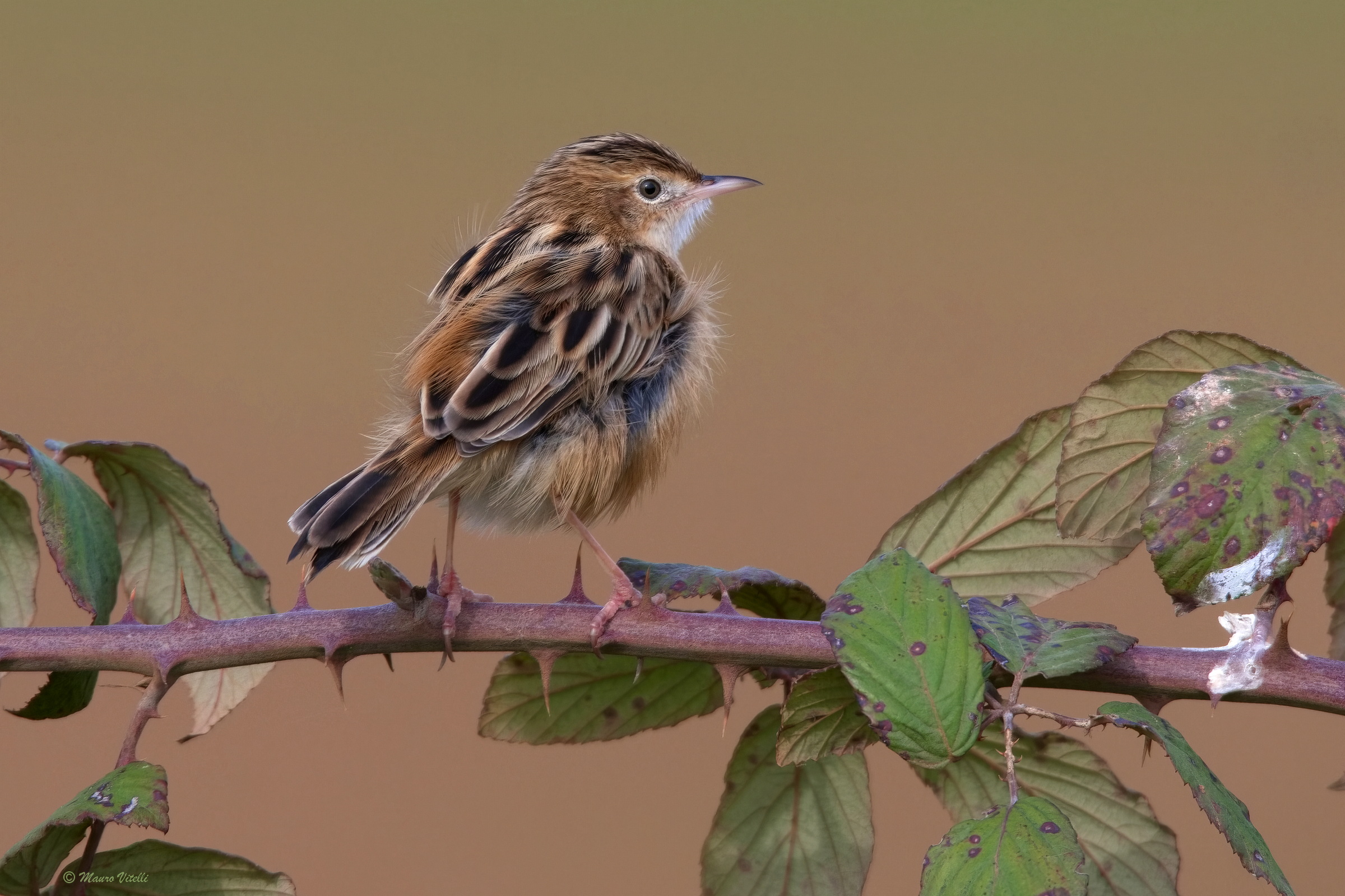 Snipe (Cisticola juncidis)