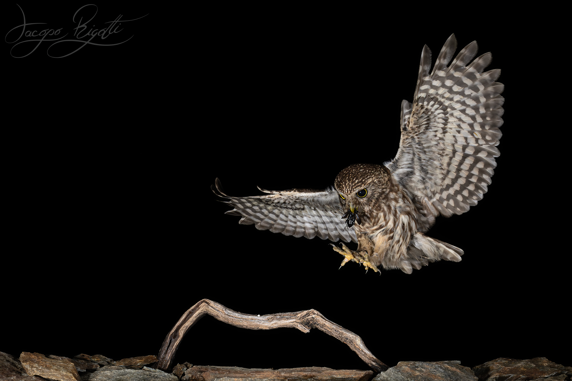 The landing of the owl