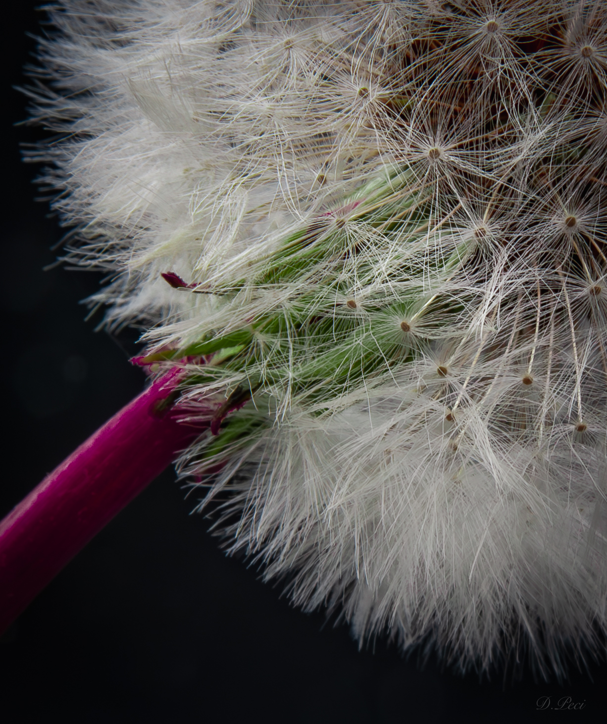 Dente di Leone (Soffione)