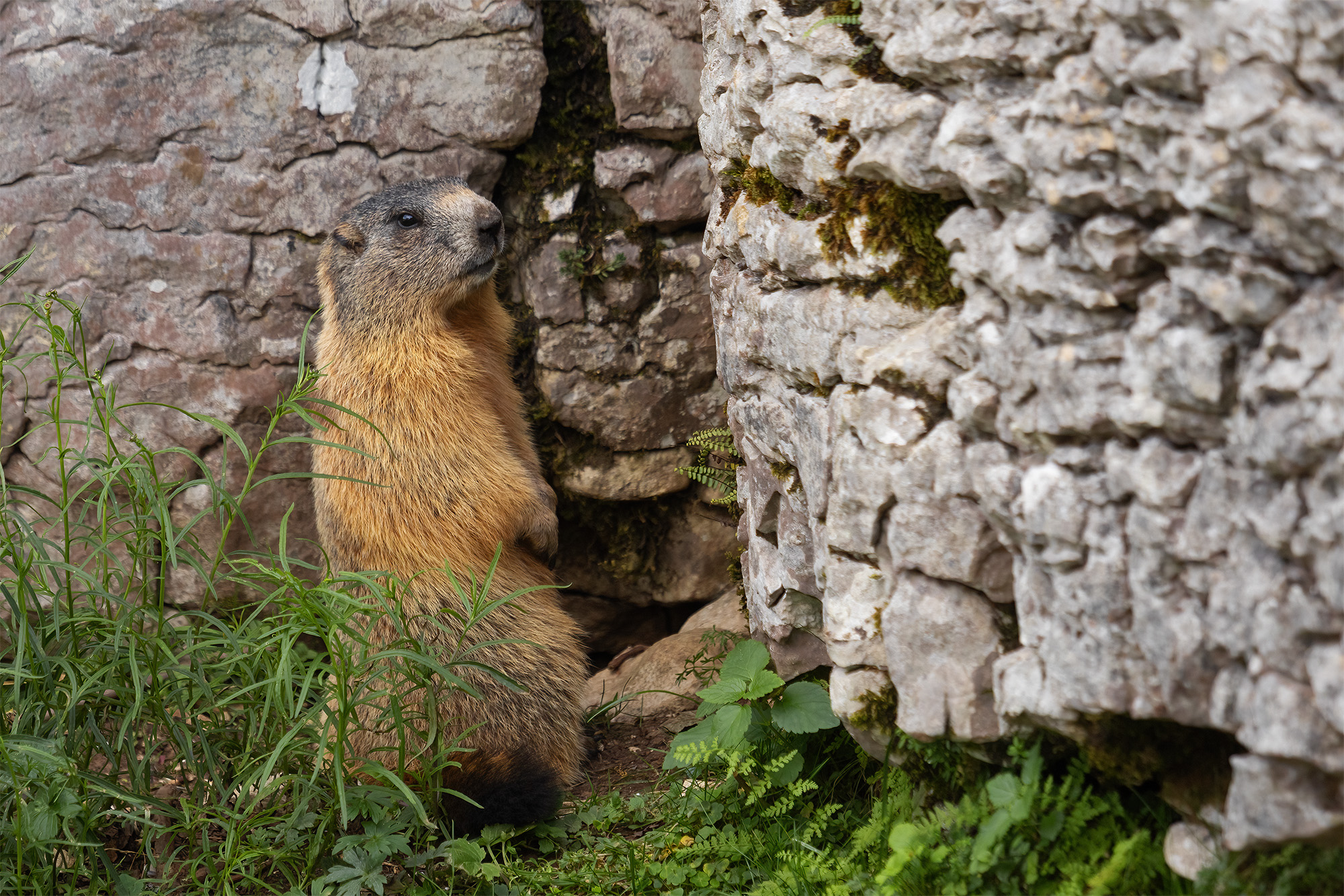 Marmot