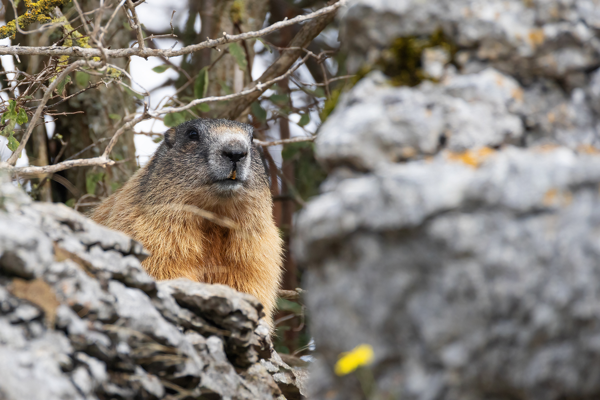 Marmot