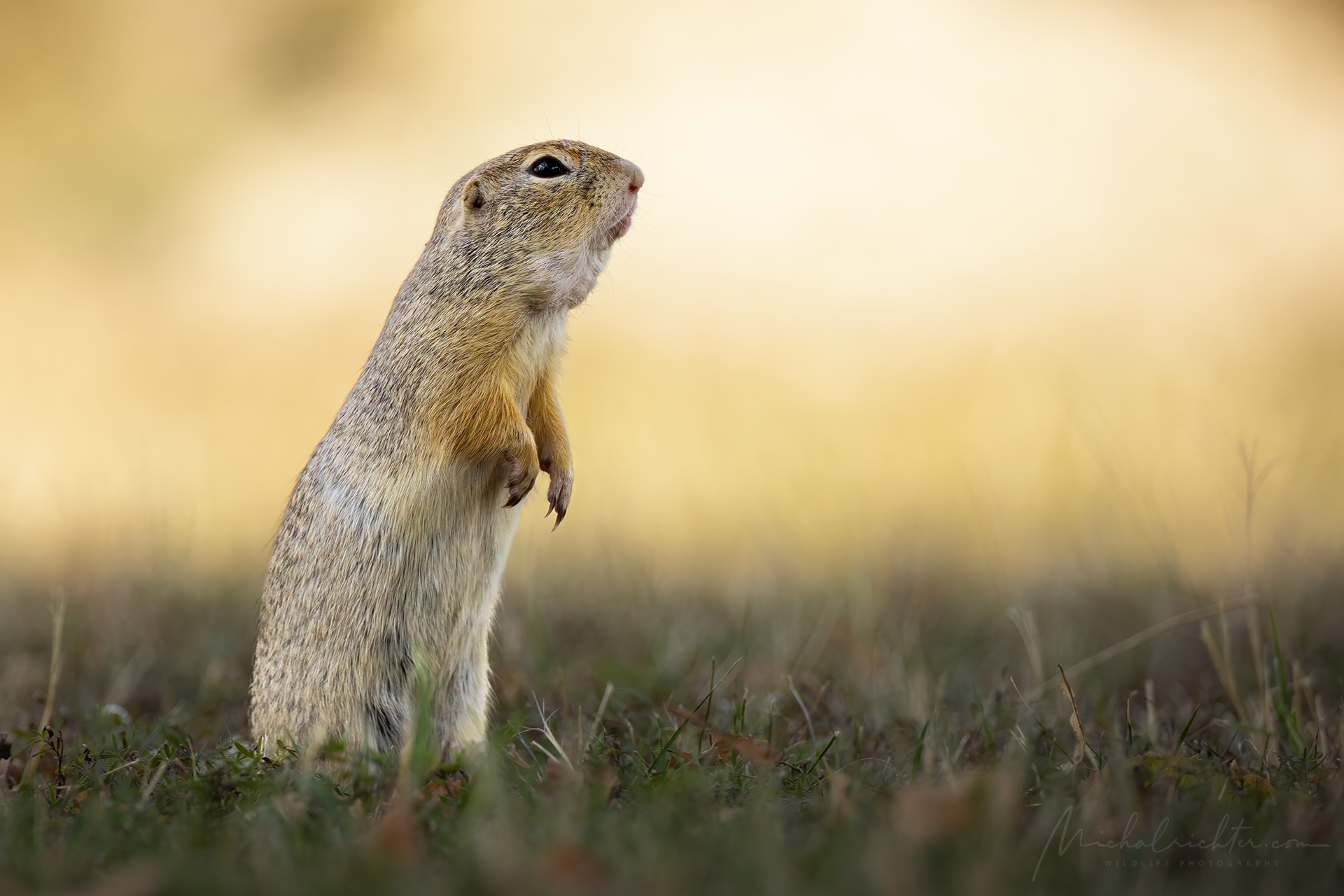 Spermophilus citellus (Scoiattolo terricolo europeo)