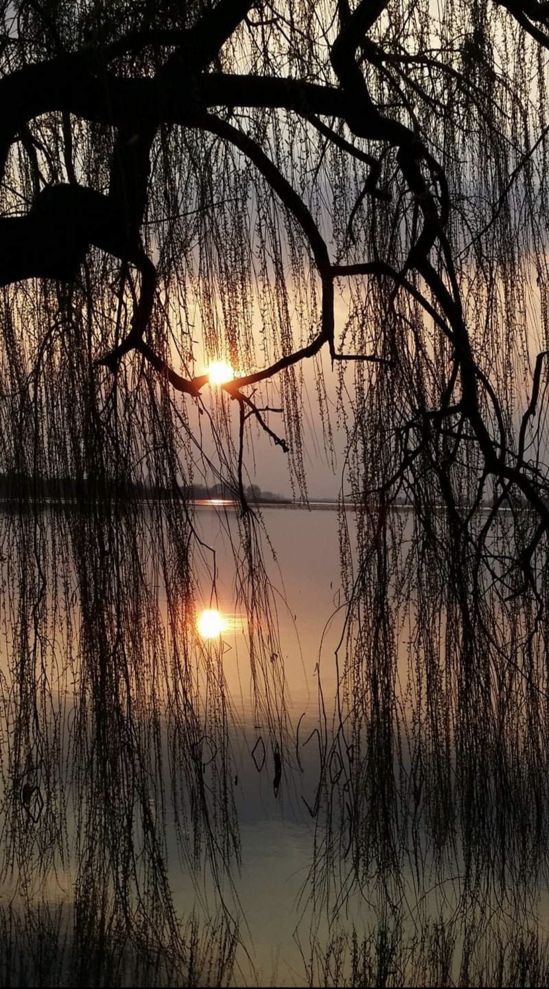 Sunset among the willow tree