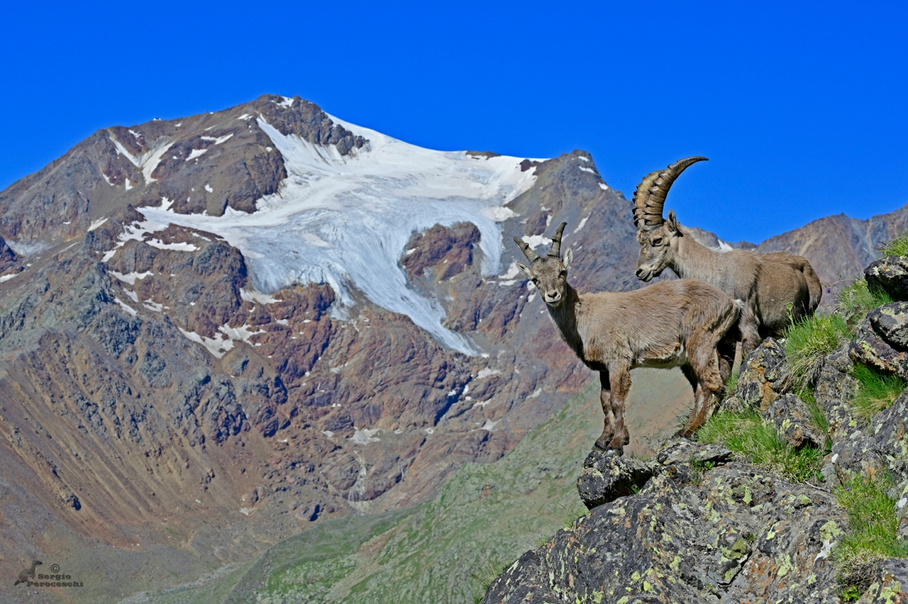 Ibex