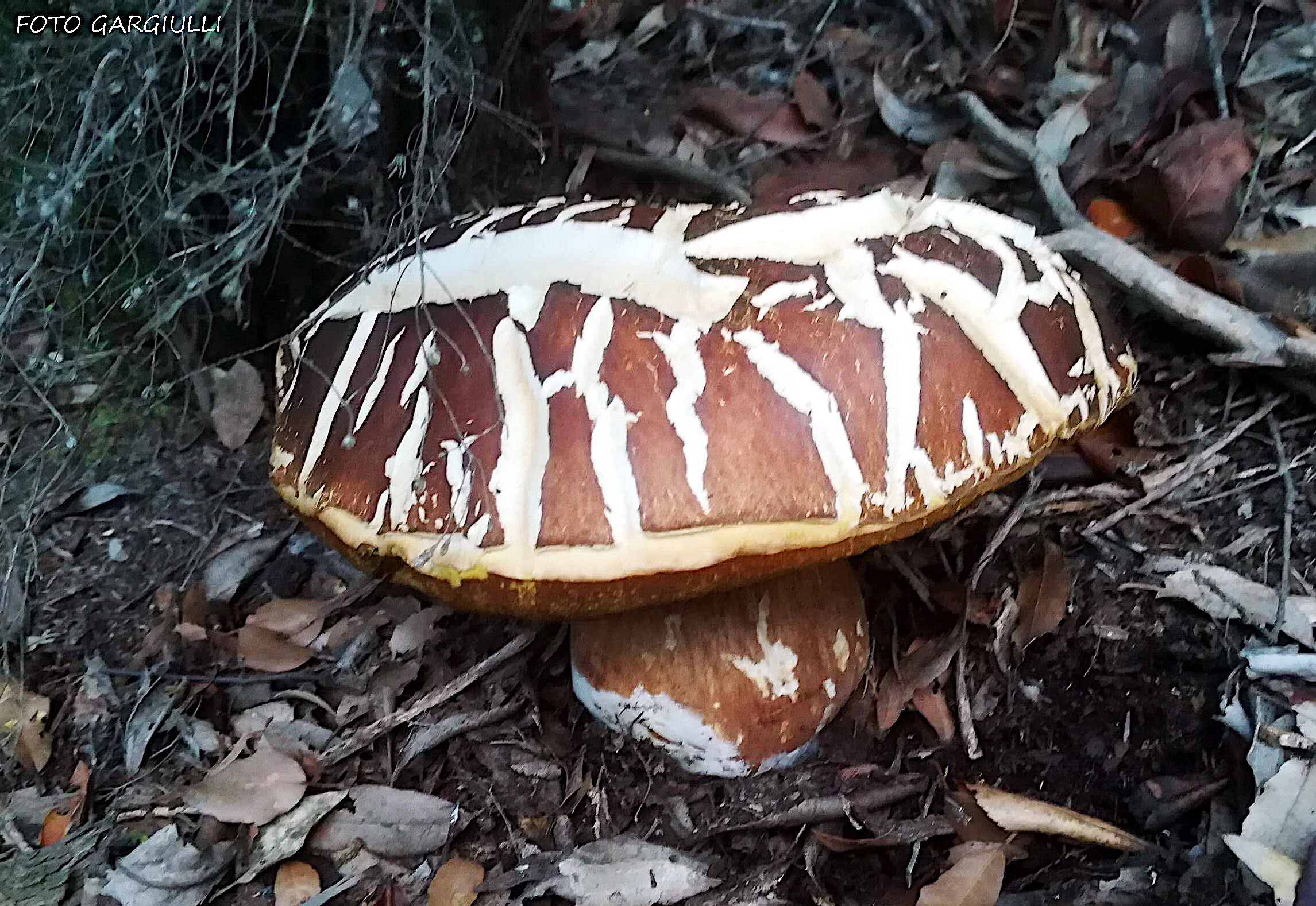 Porcini mushroom (Boletus edulis)