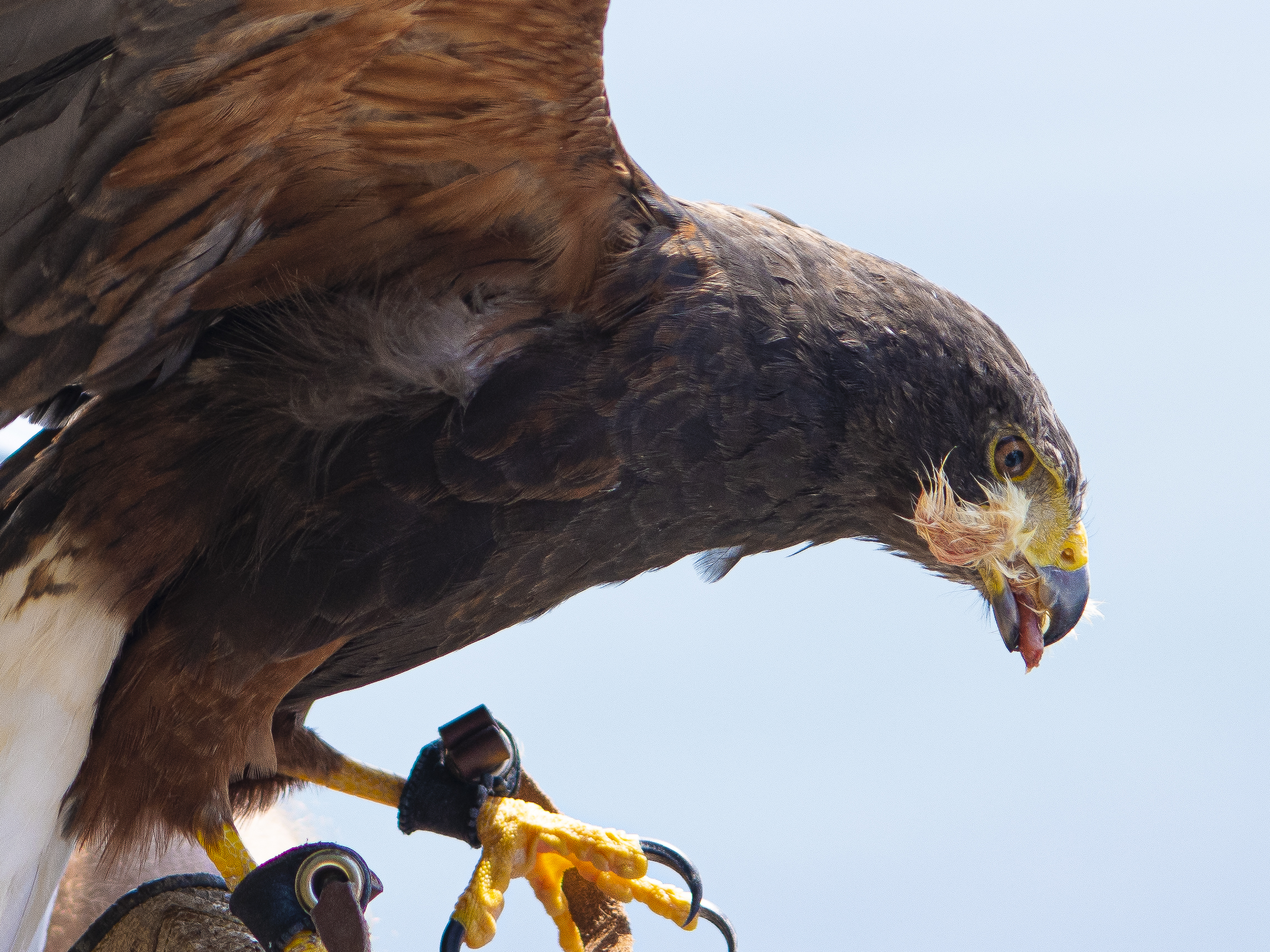 Bird Angera