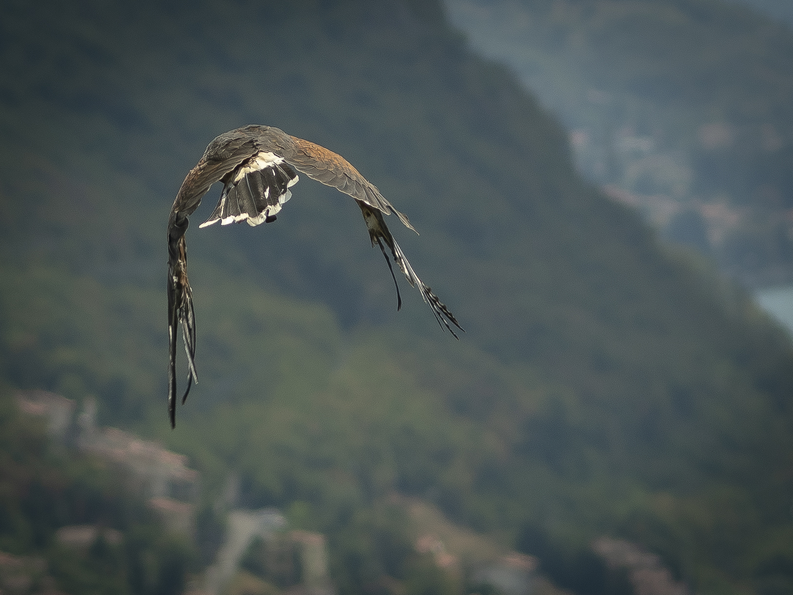 Bird Angera