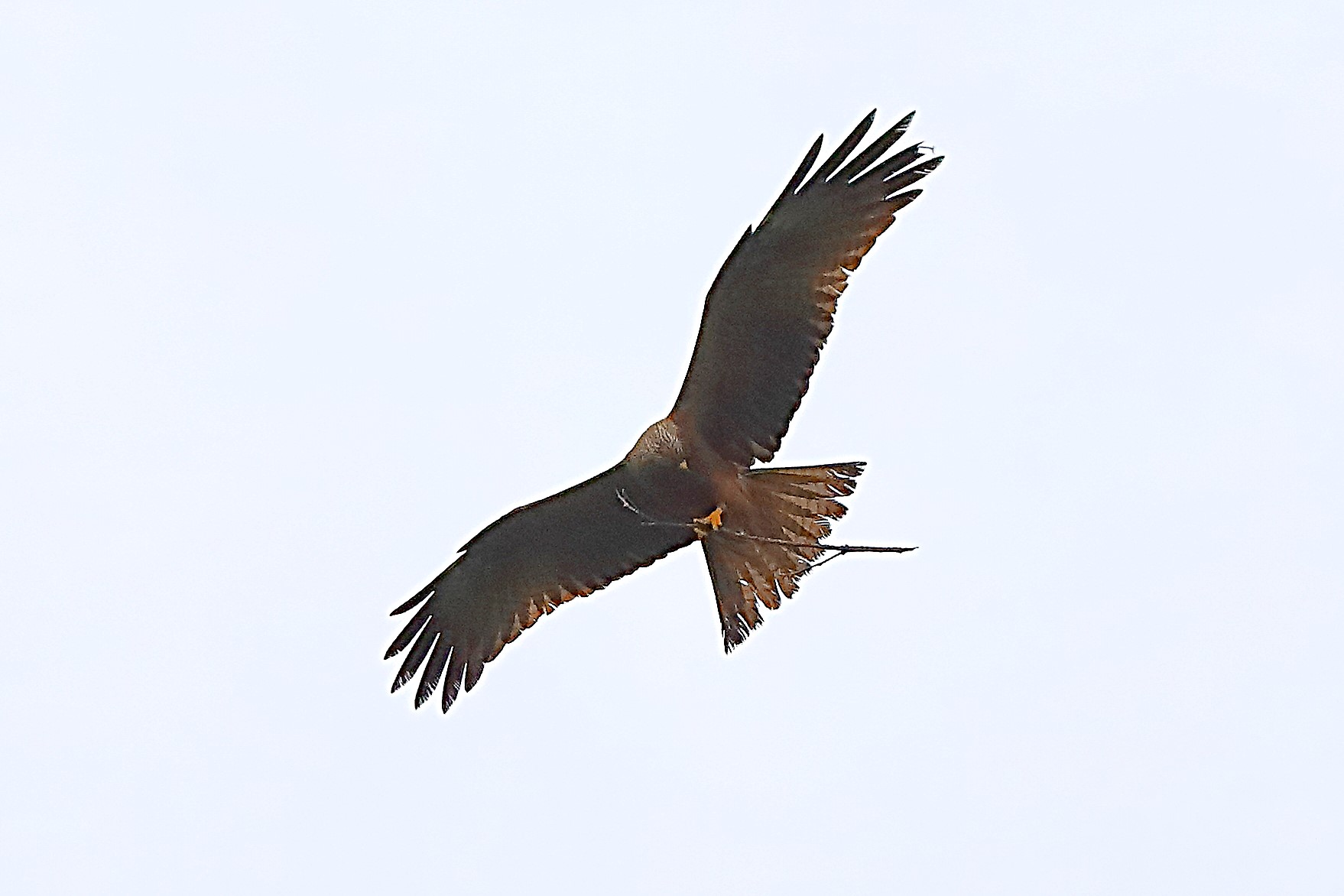 Nibbio bruno 28 aprile 2024 - 0009