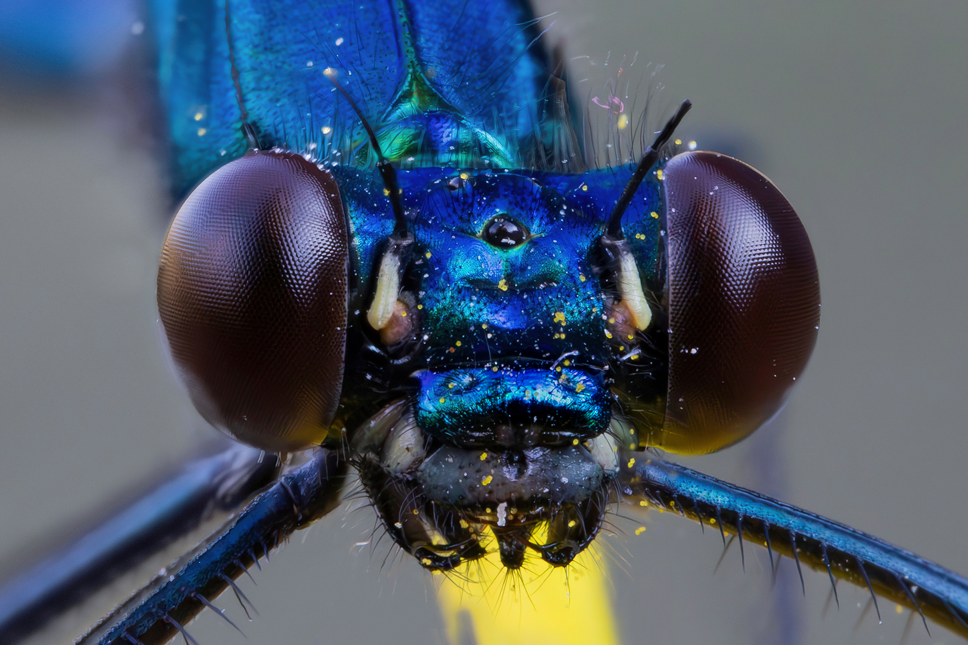 Calopteryx splendens