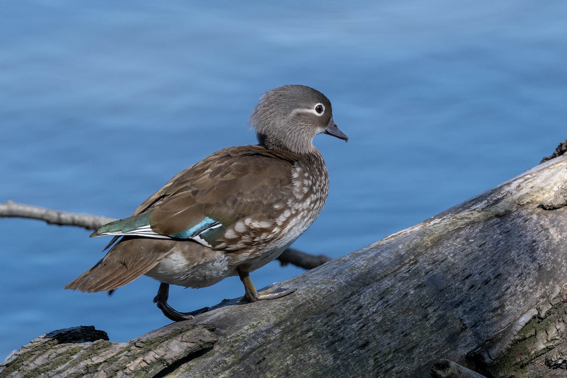 Mandarin duck (Aix galericulata)