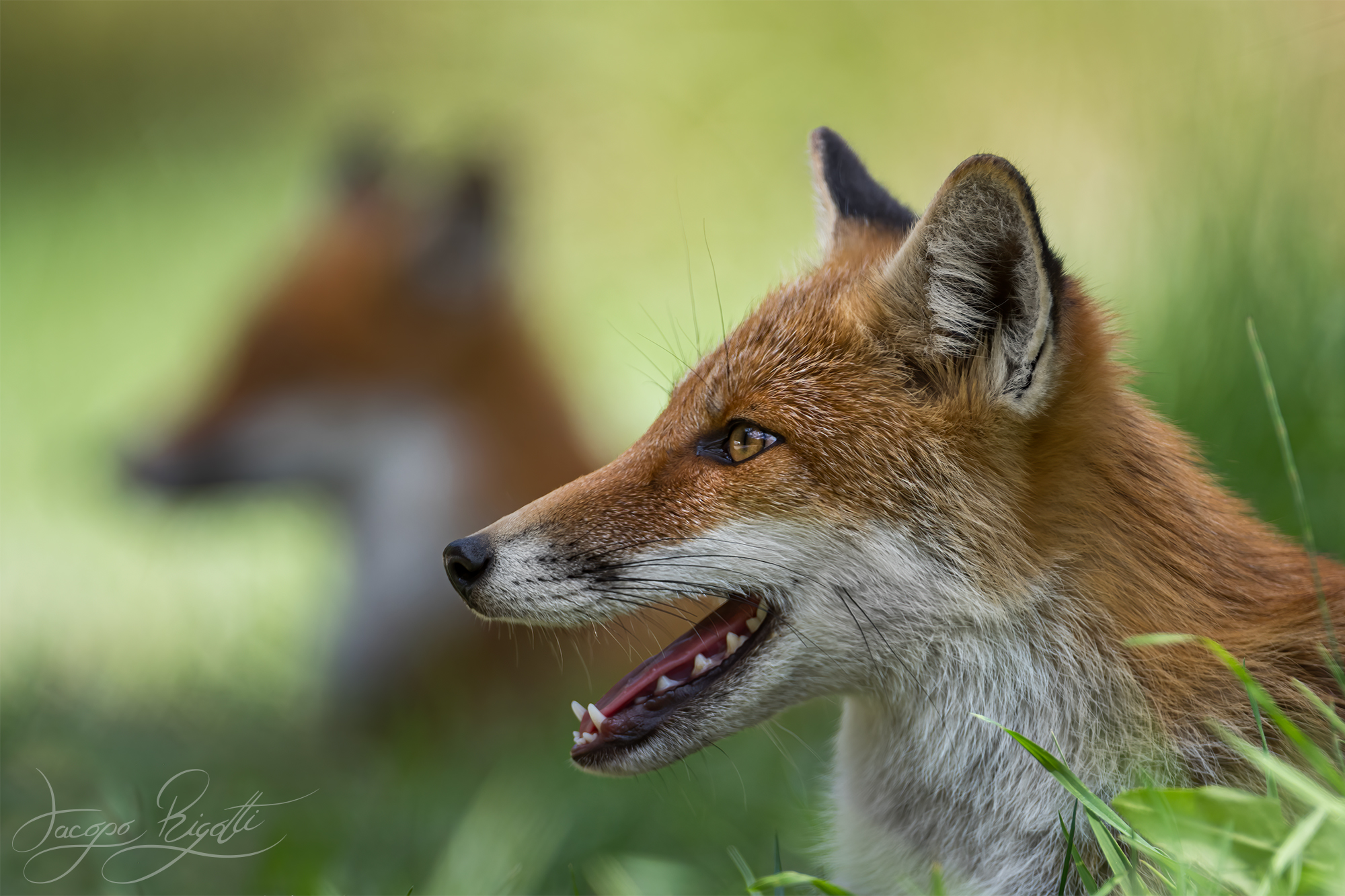 Double fox