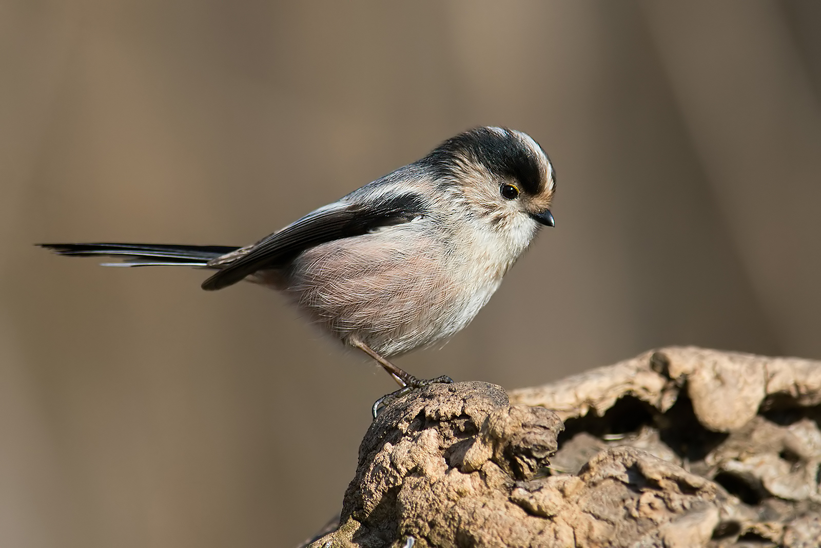 Long-tailed.