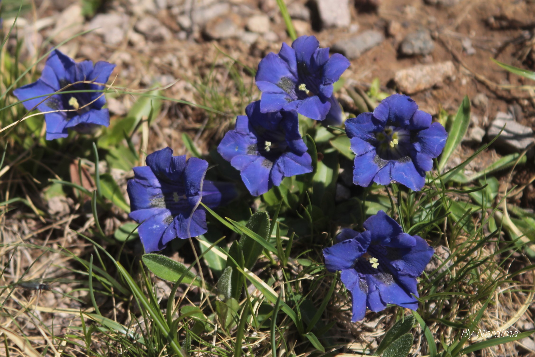 Gentians