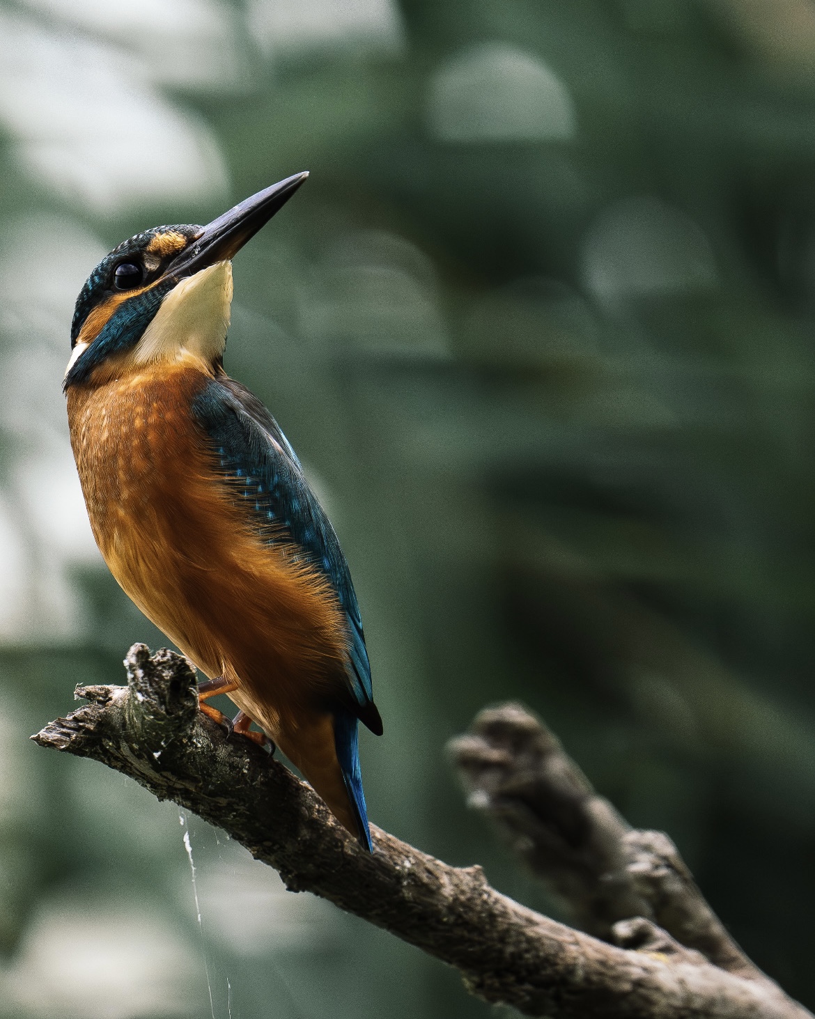 Alcedo naso all'insù