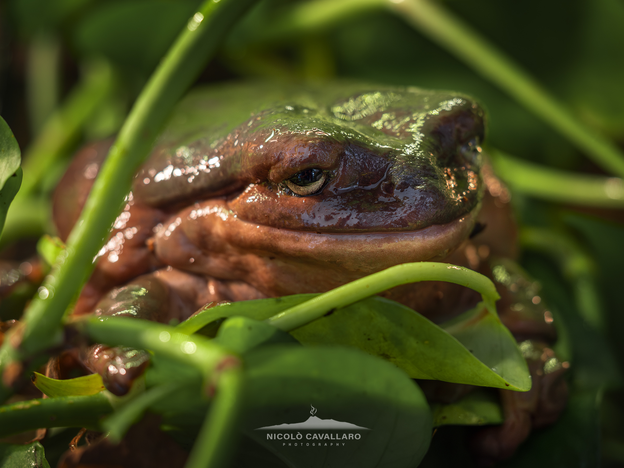 "Jabba the Hutt" - Llitoria caerulea