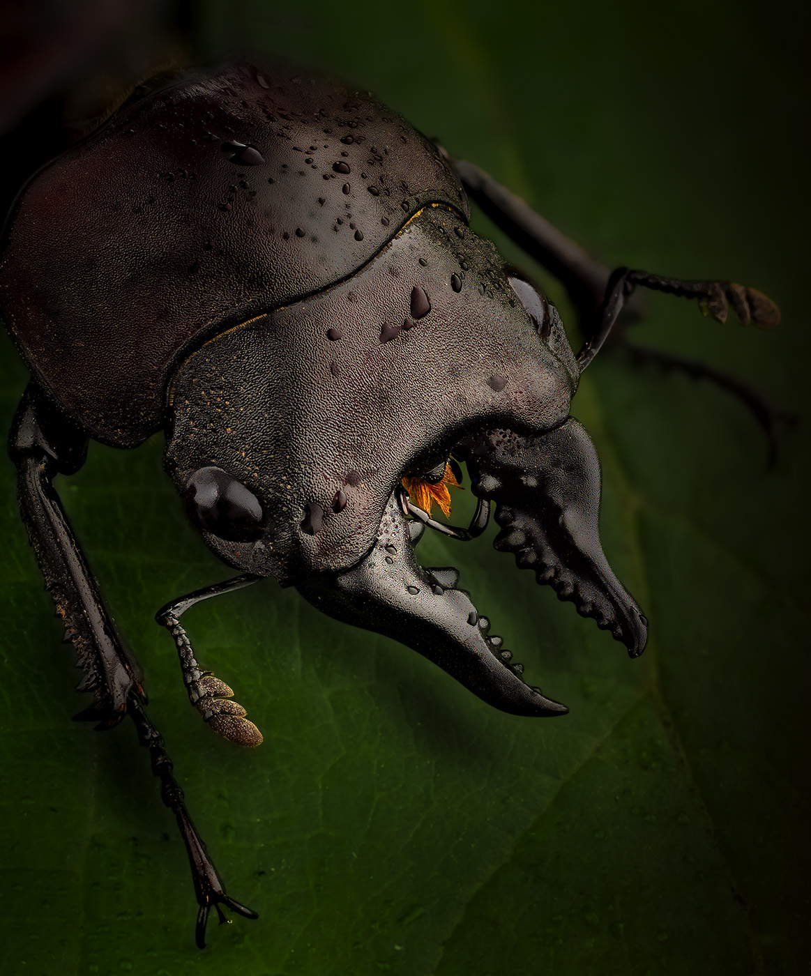 Lucanidae