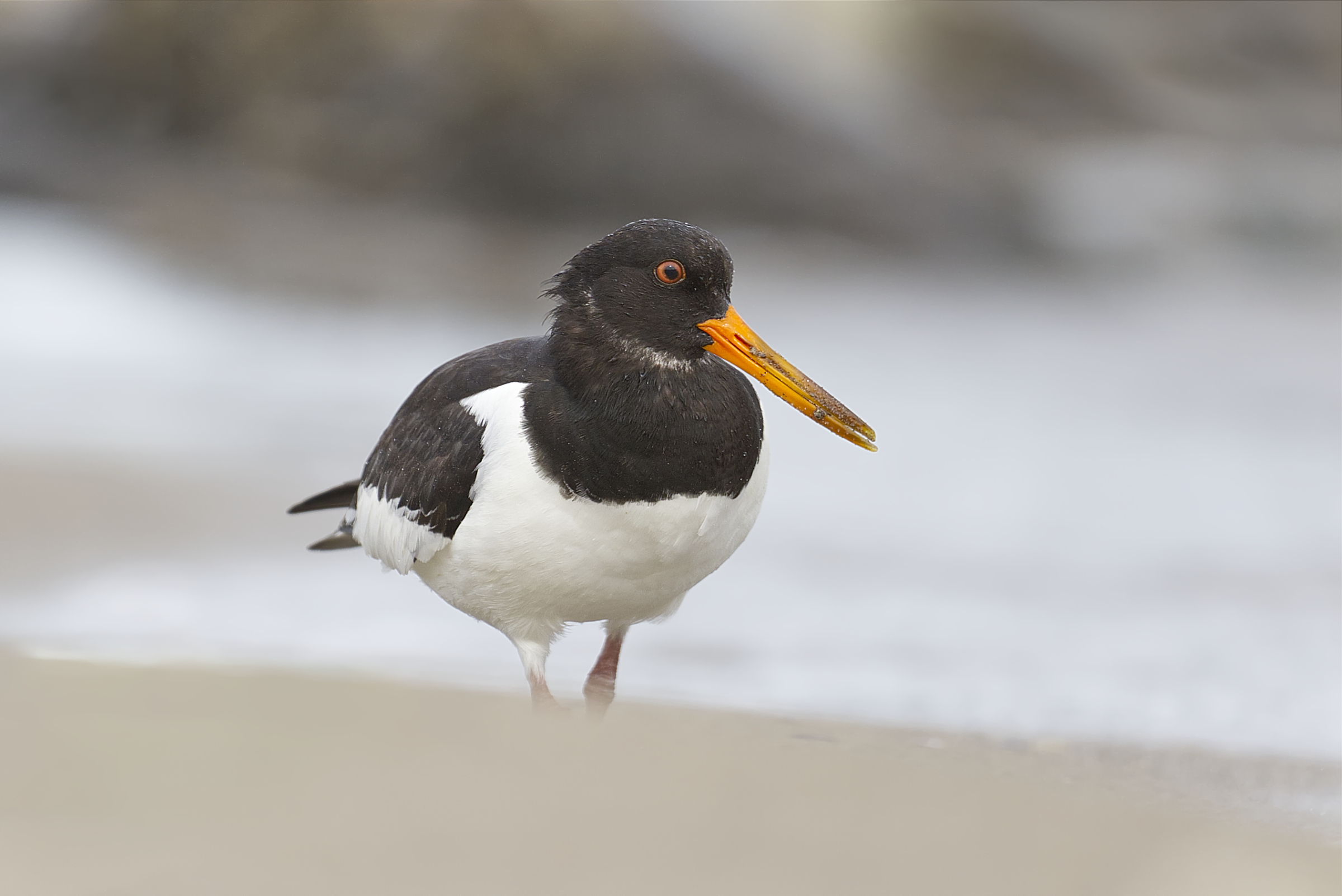 Oystercatcher
