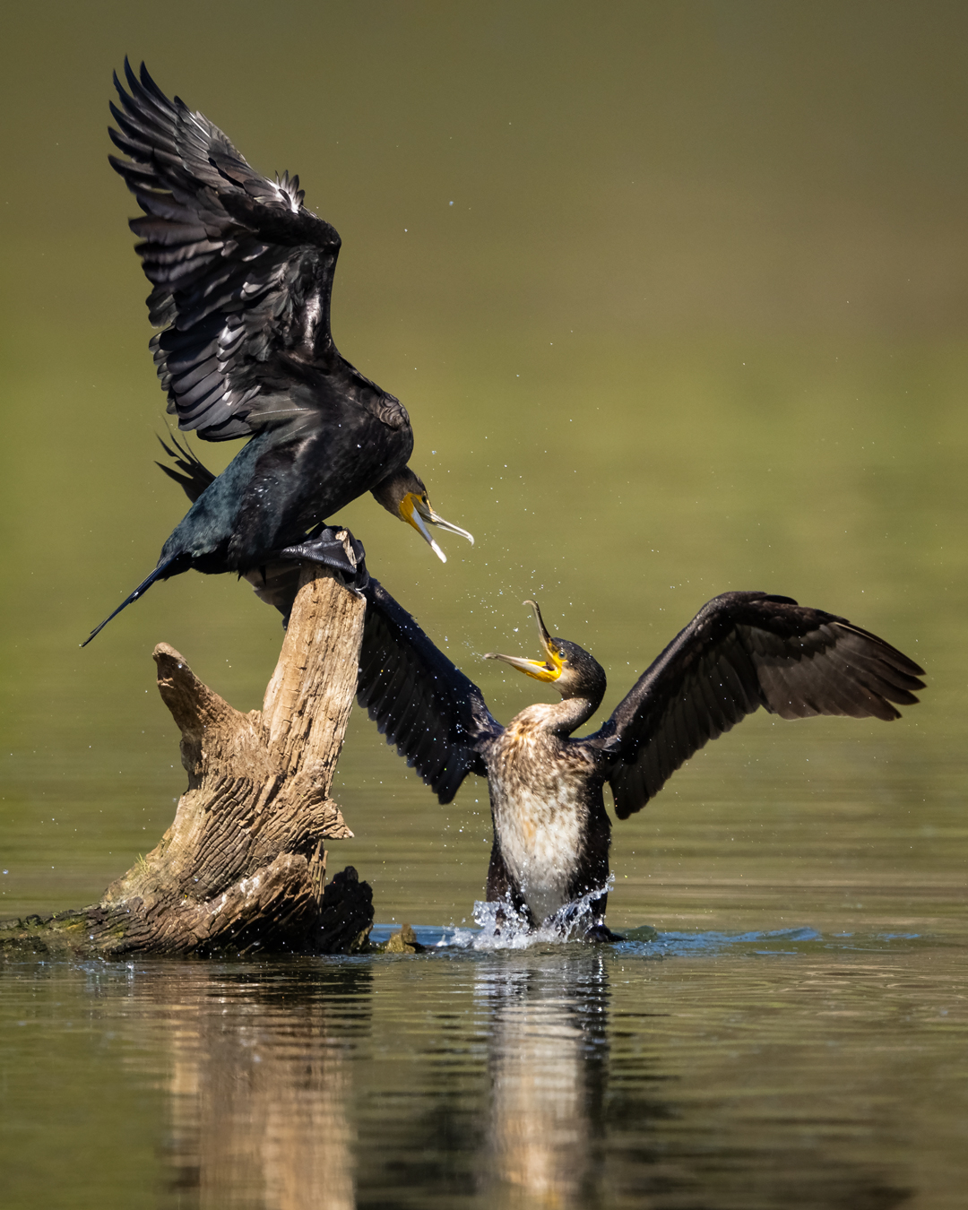 Disputa fra cormorani