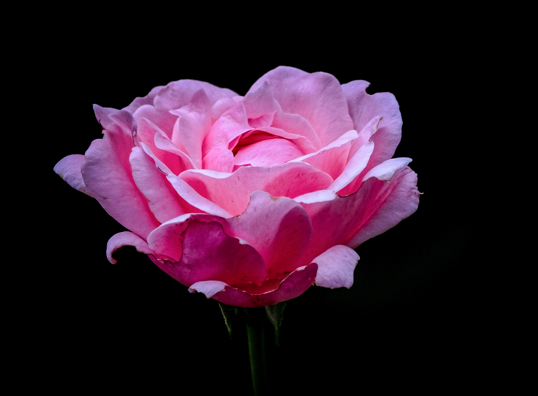 The Last Rose