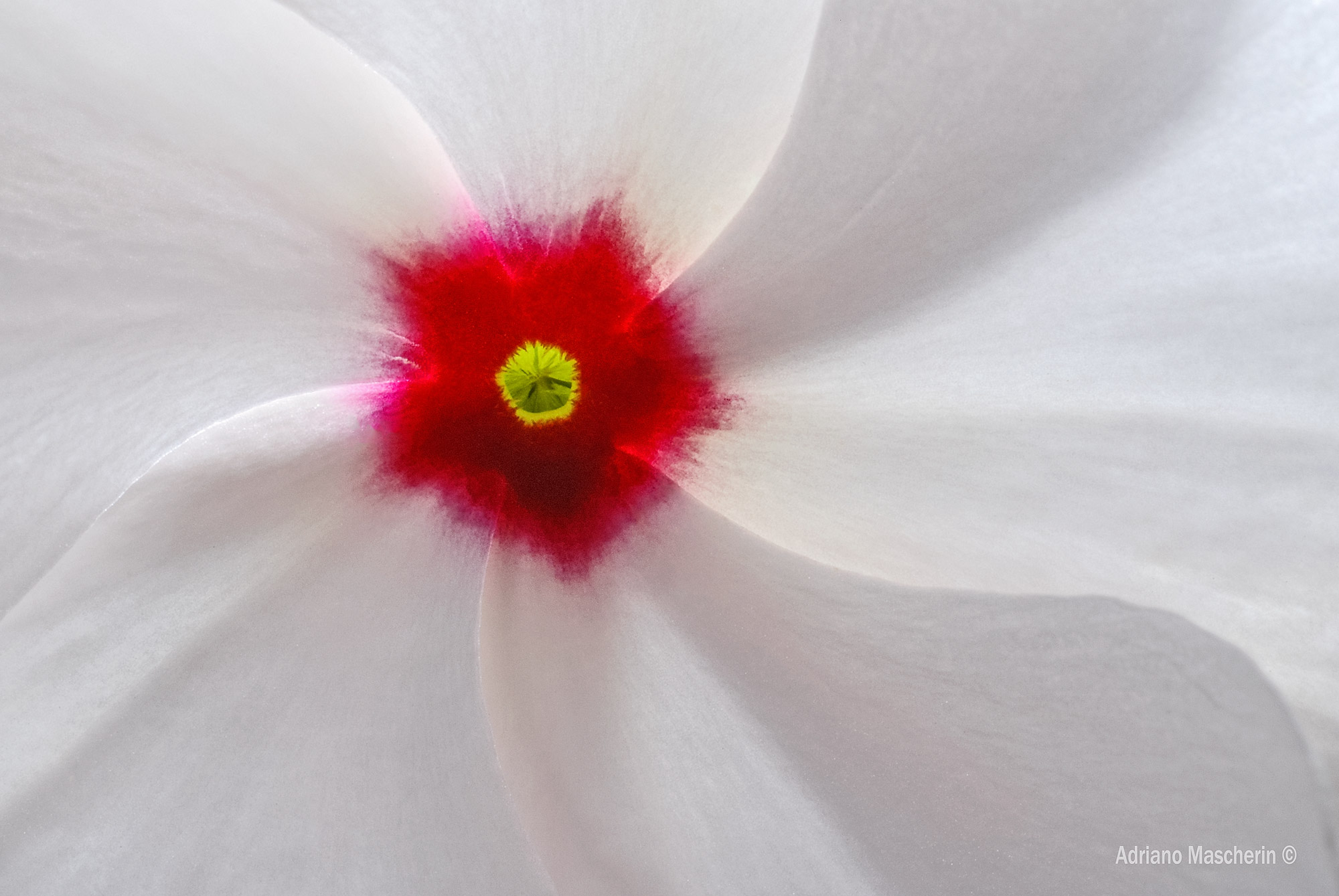 Geometrie naturali....