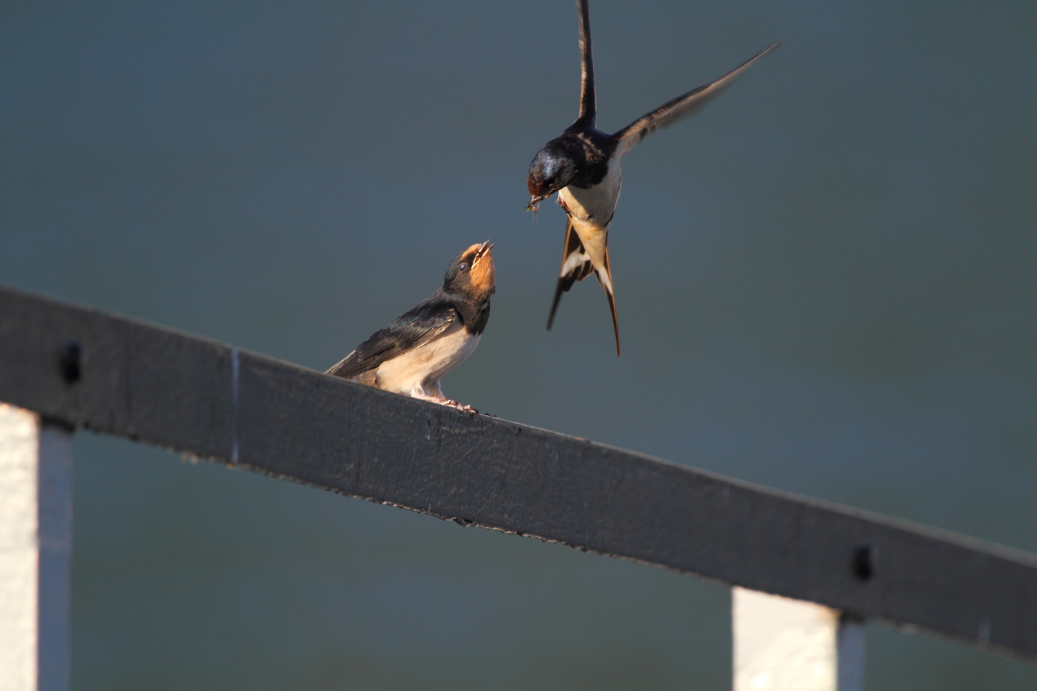 Here comes the paappa to volooo!