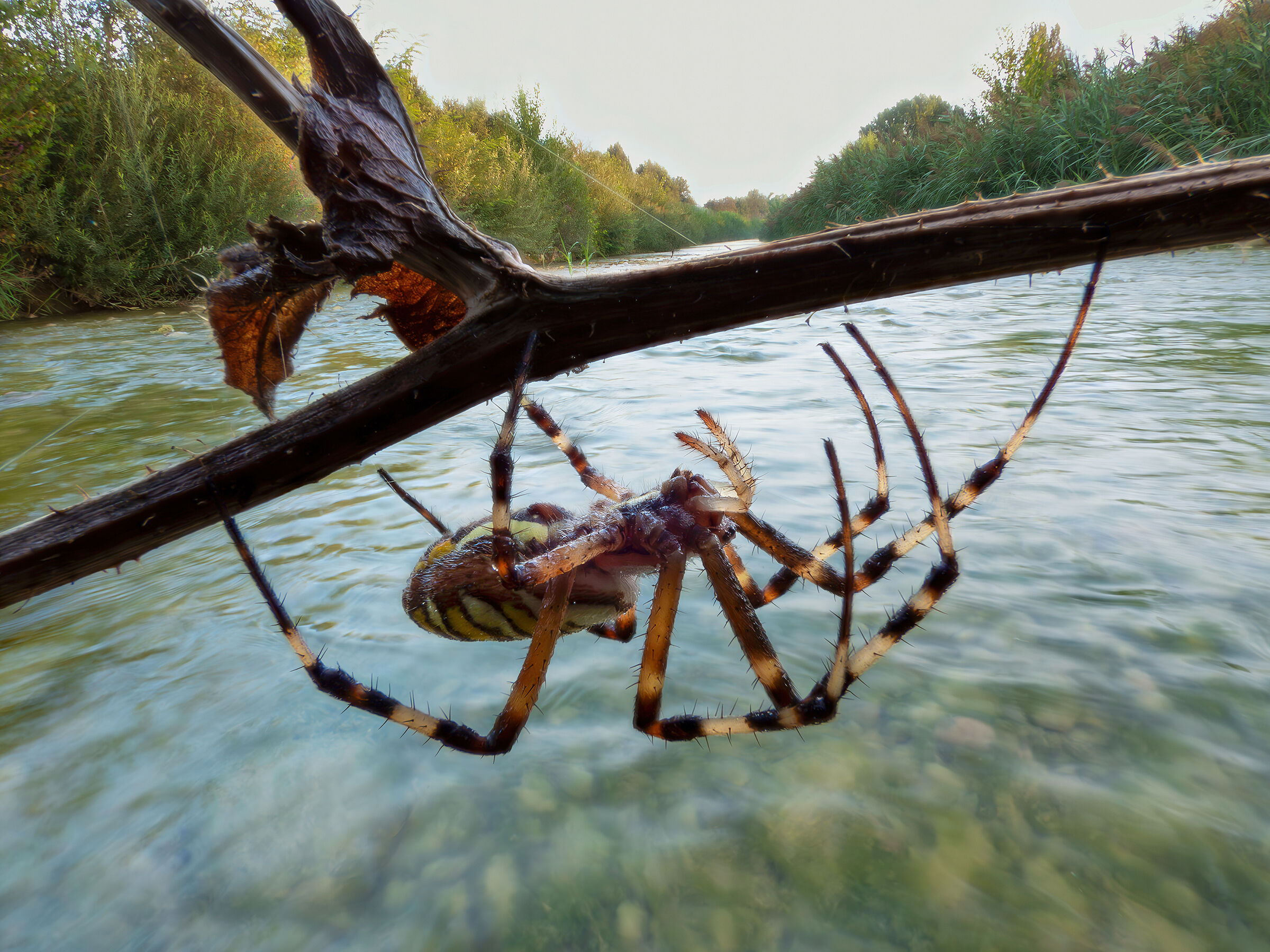 Close-up with Coolpix p1000 (51)