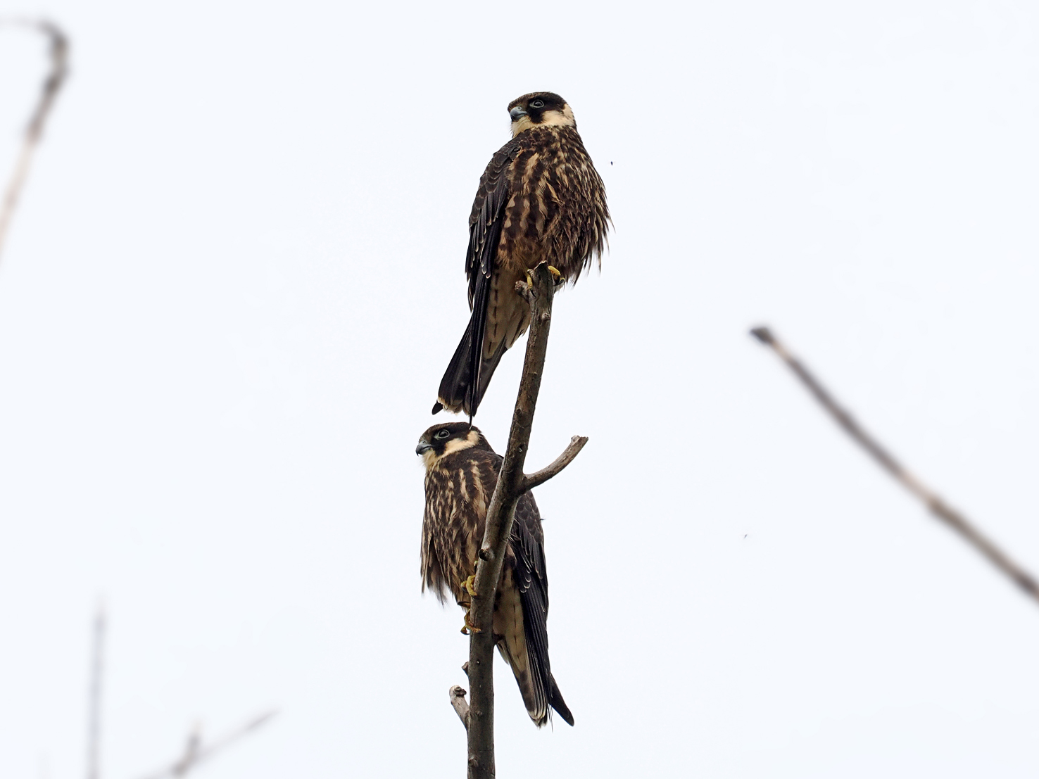 Lodolai - On a gloomy day