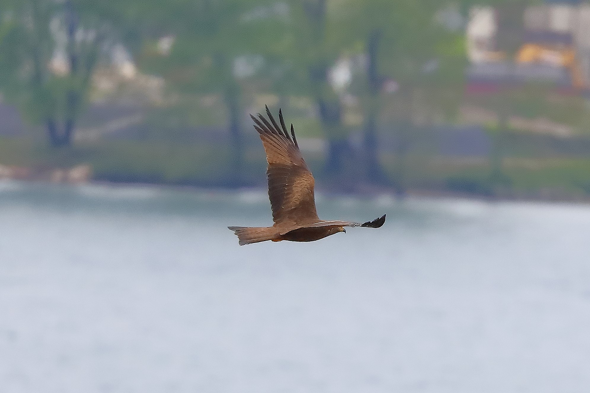 Nibbio bruno 28 aprile 2024 - 0043