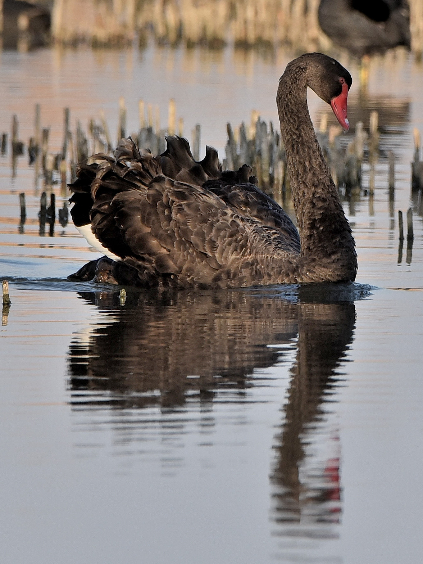Black Swan at Lake Trasimeno (March 2022)