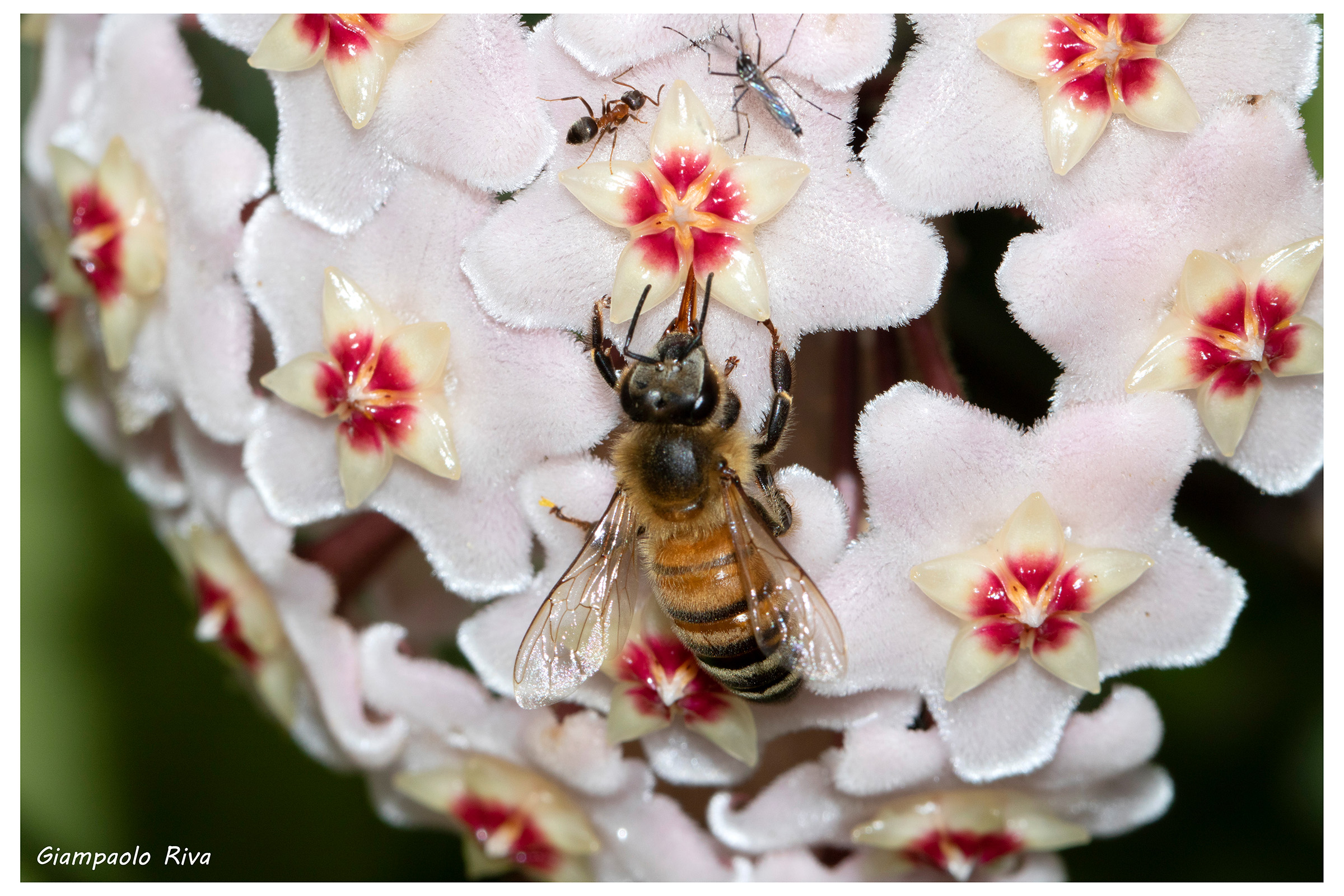 Una poltrona per tre: ape, formica e zanzara tigre