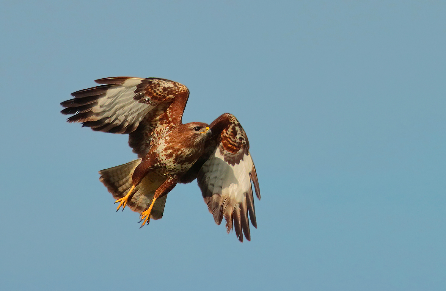 Lo stacco della poiana
