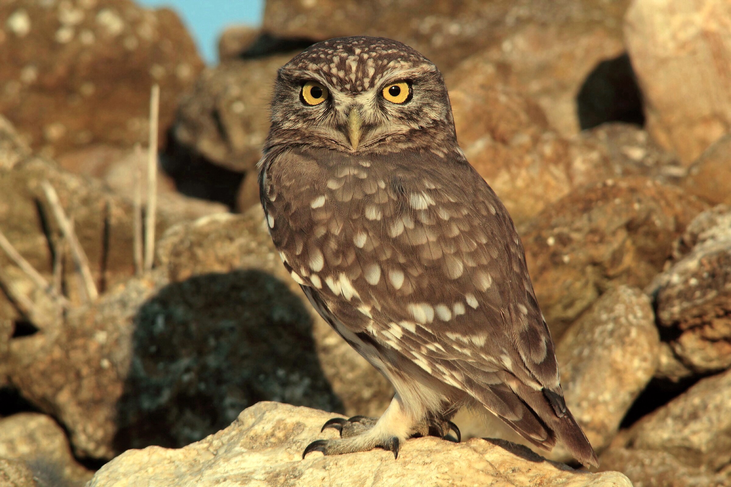 Civetta in posa tardo pomeriggio