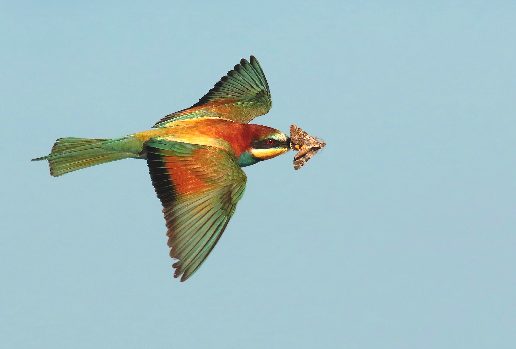 Flying bee-eater with butterfly