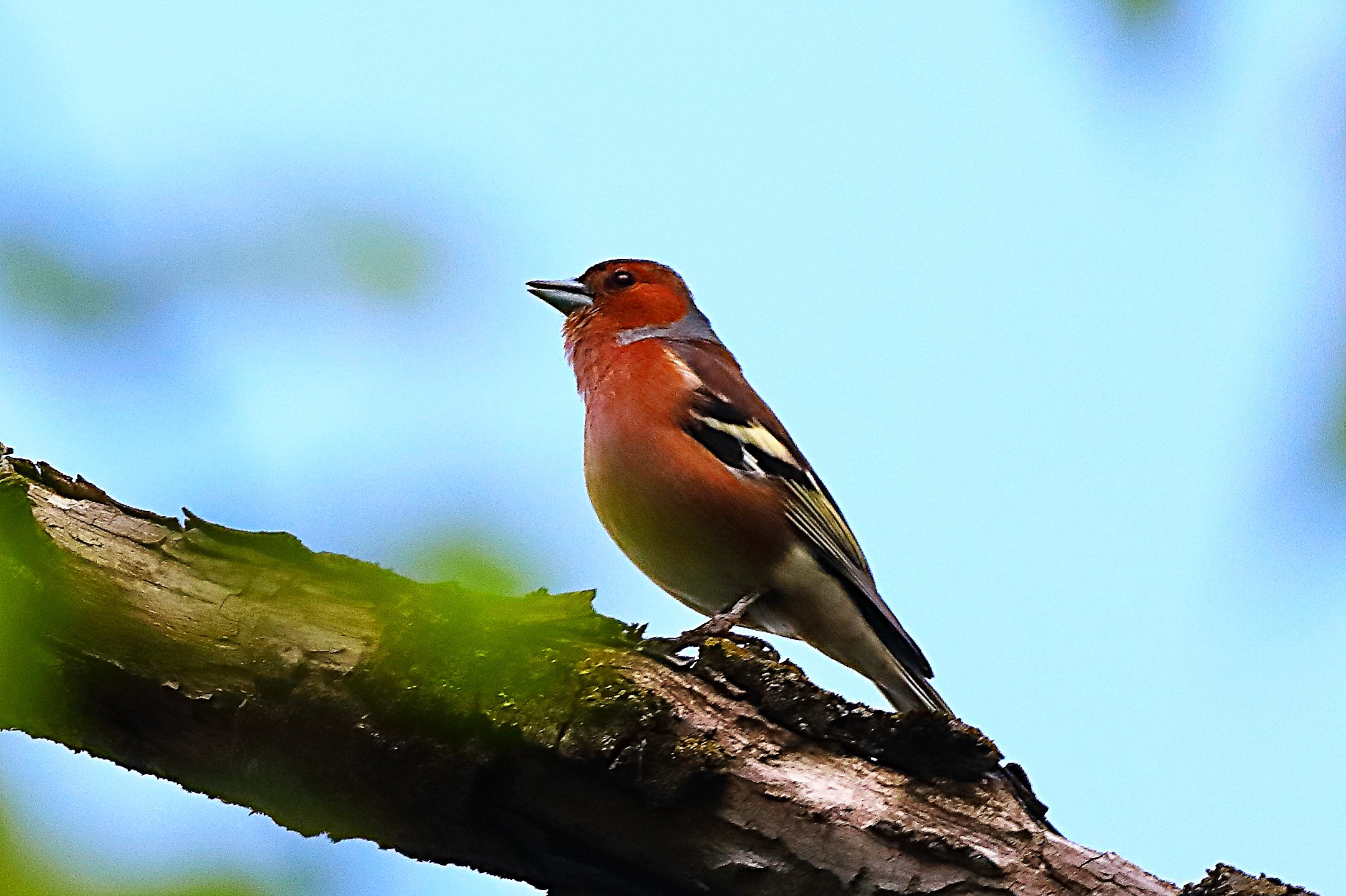 Fringuello 24 aprile 2024 - 0063