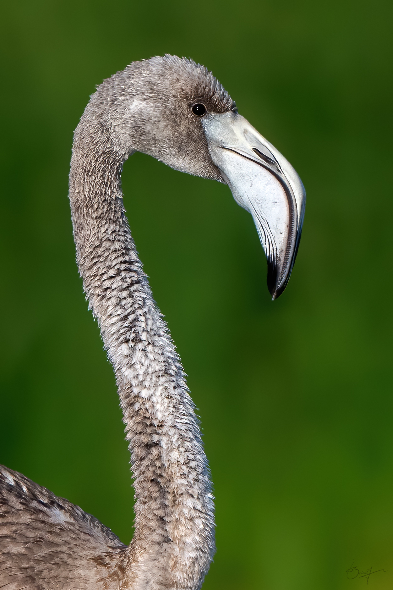 flamingo _nikon z8 180_600mm f5/6