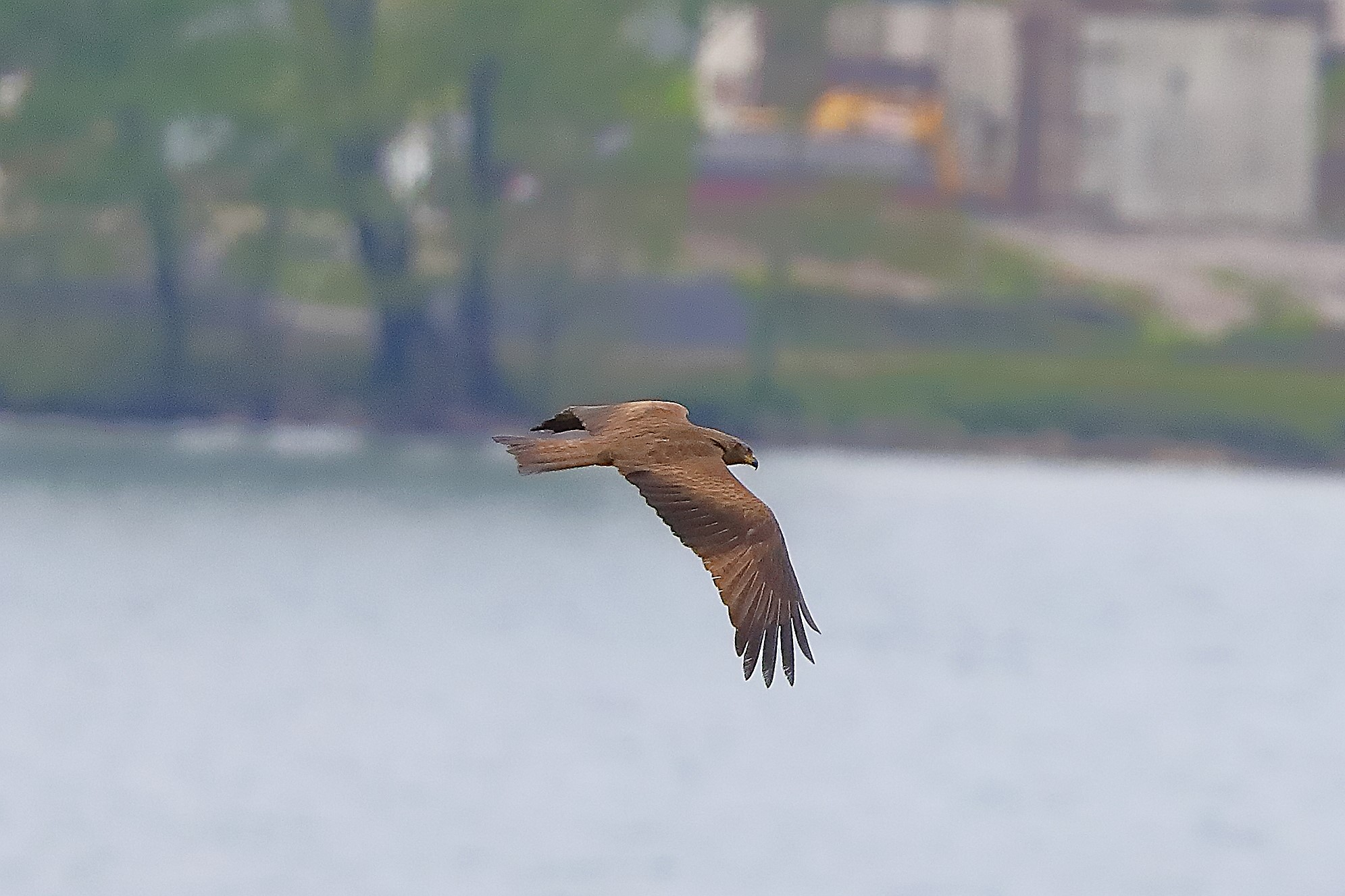 Nibbio bruno 28 aprile 2024 - 0044