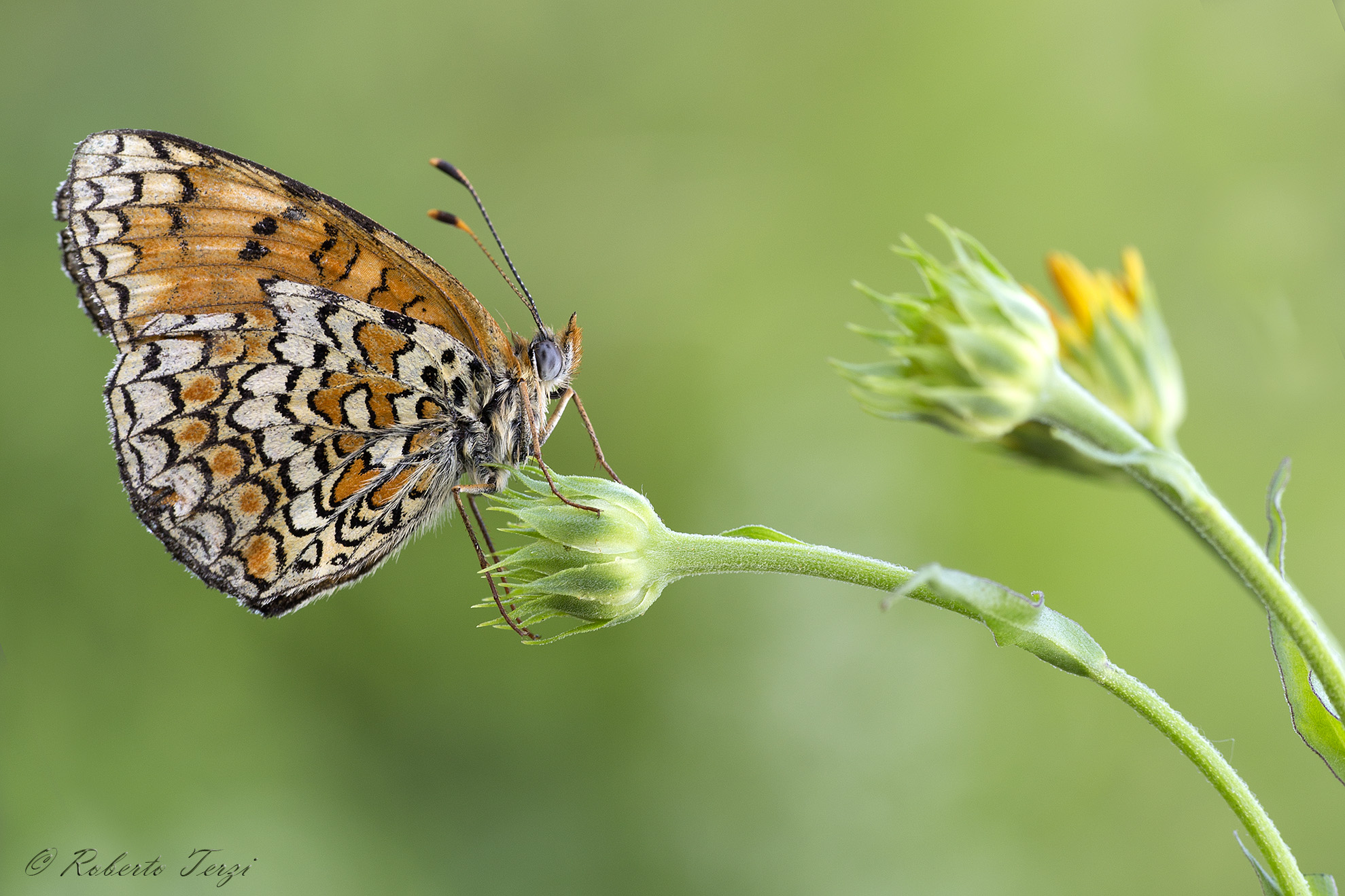 Melitaea