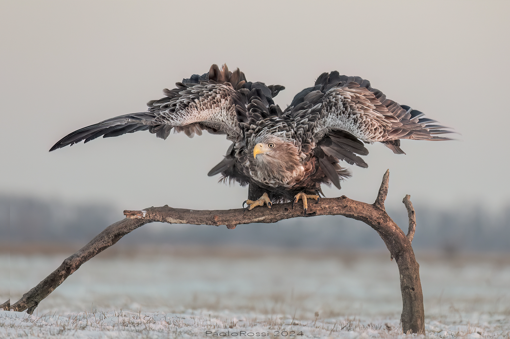White-tailed sea eagle...