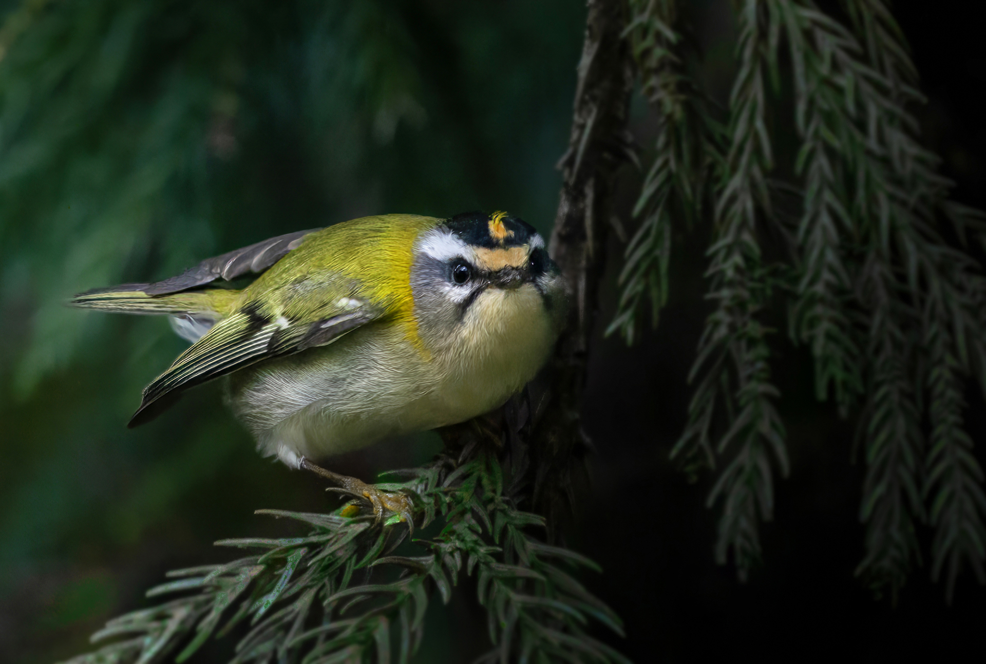 Fiorrancino (Regulus ignicapilla)