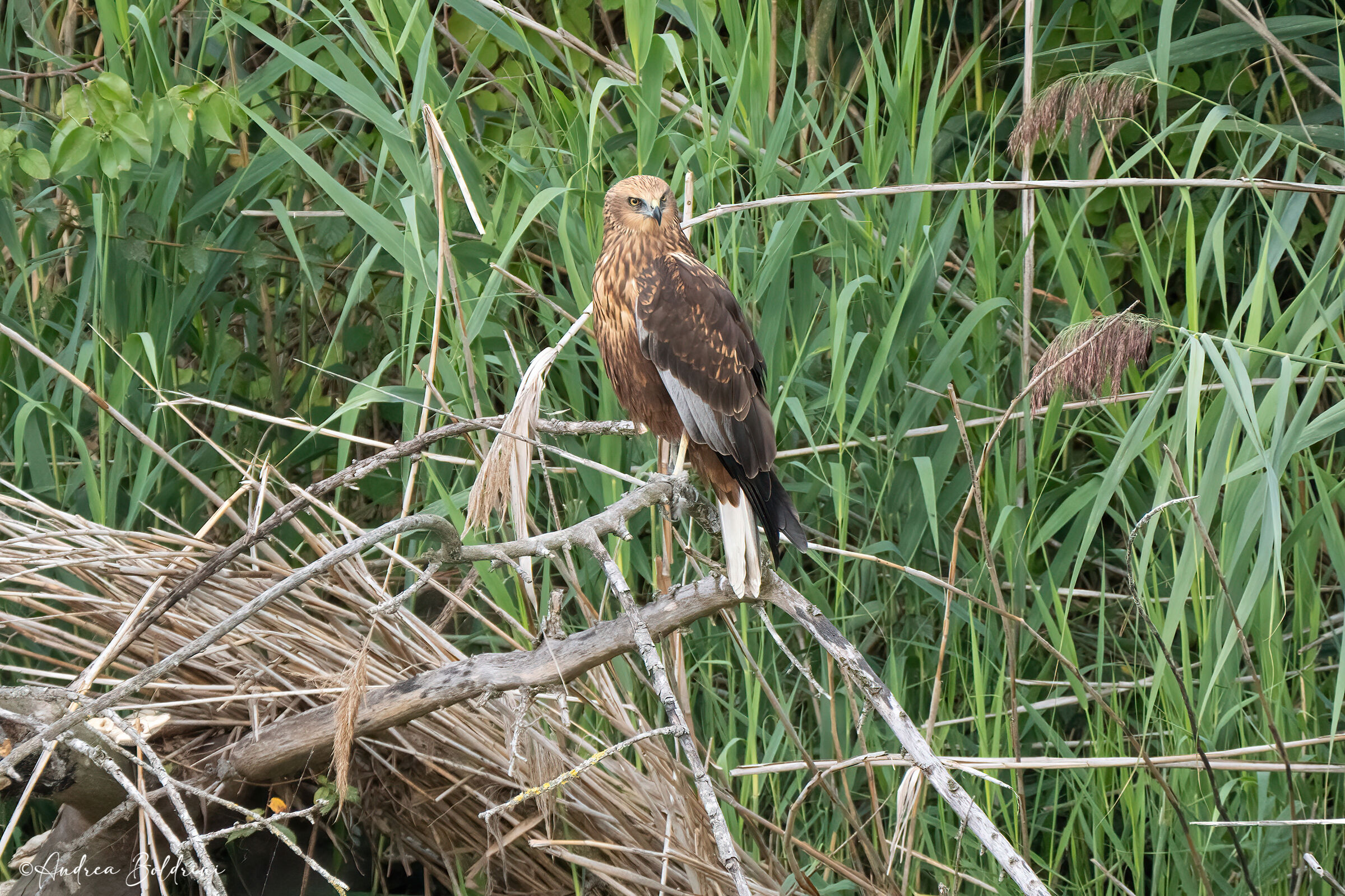 Marsh Harrier