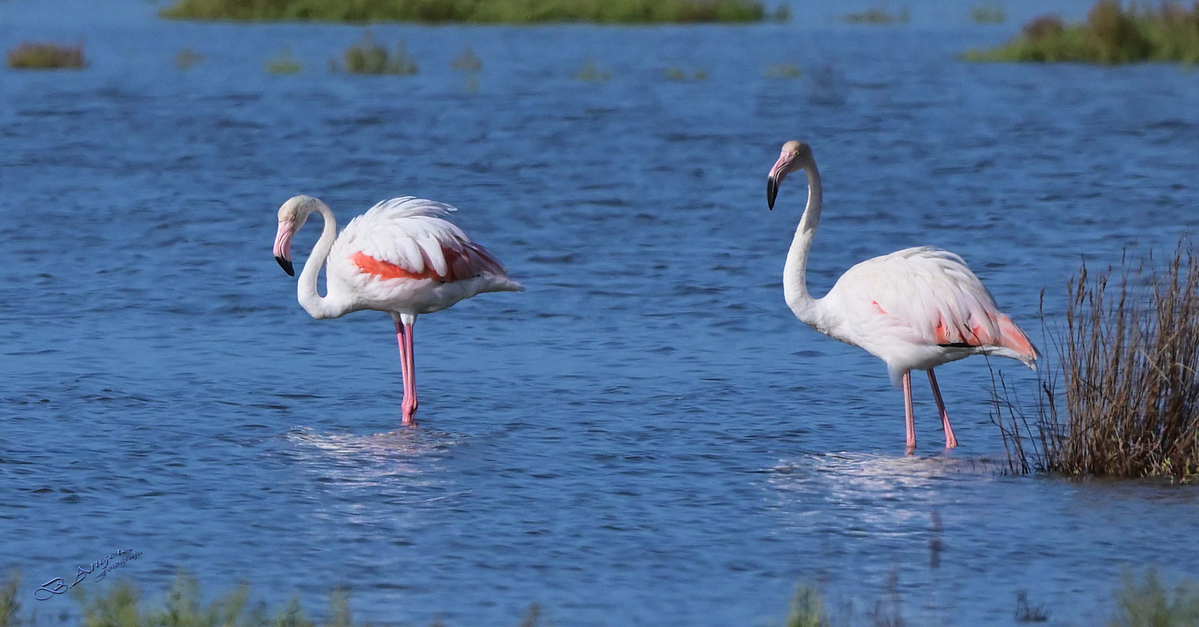 " Fenicotteri rosa "
