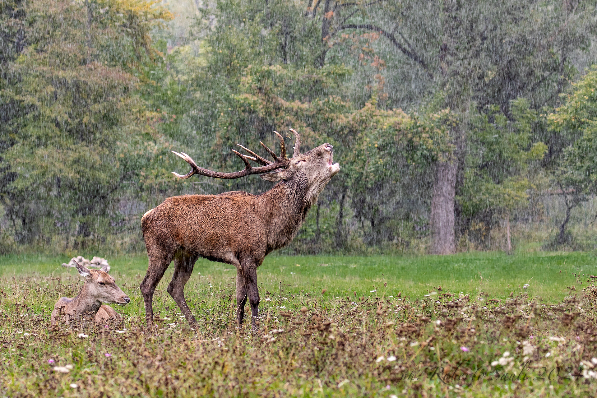 Cervo al bramito sotto la pioggia