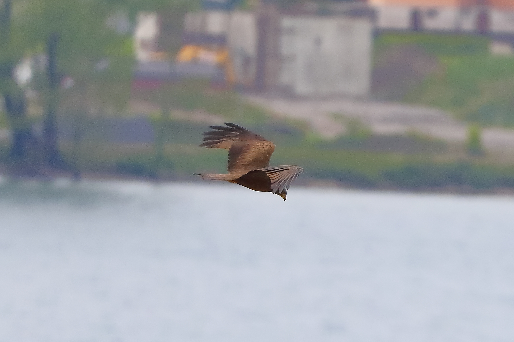 Nibbio bruno 28 aprile 2024 - 0045